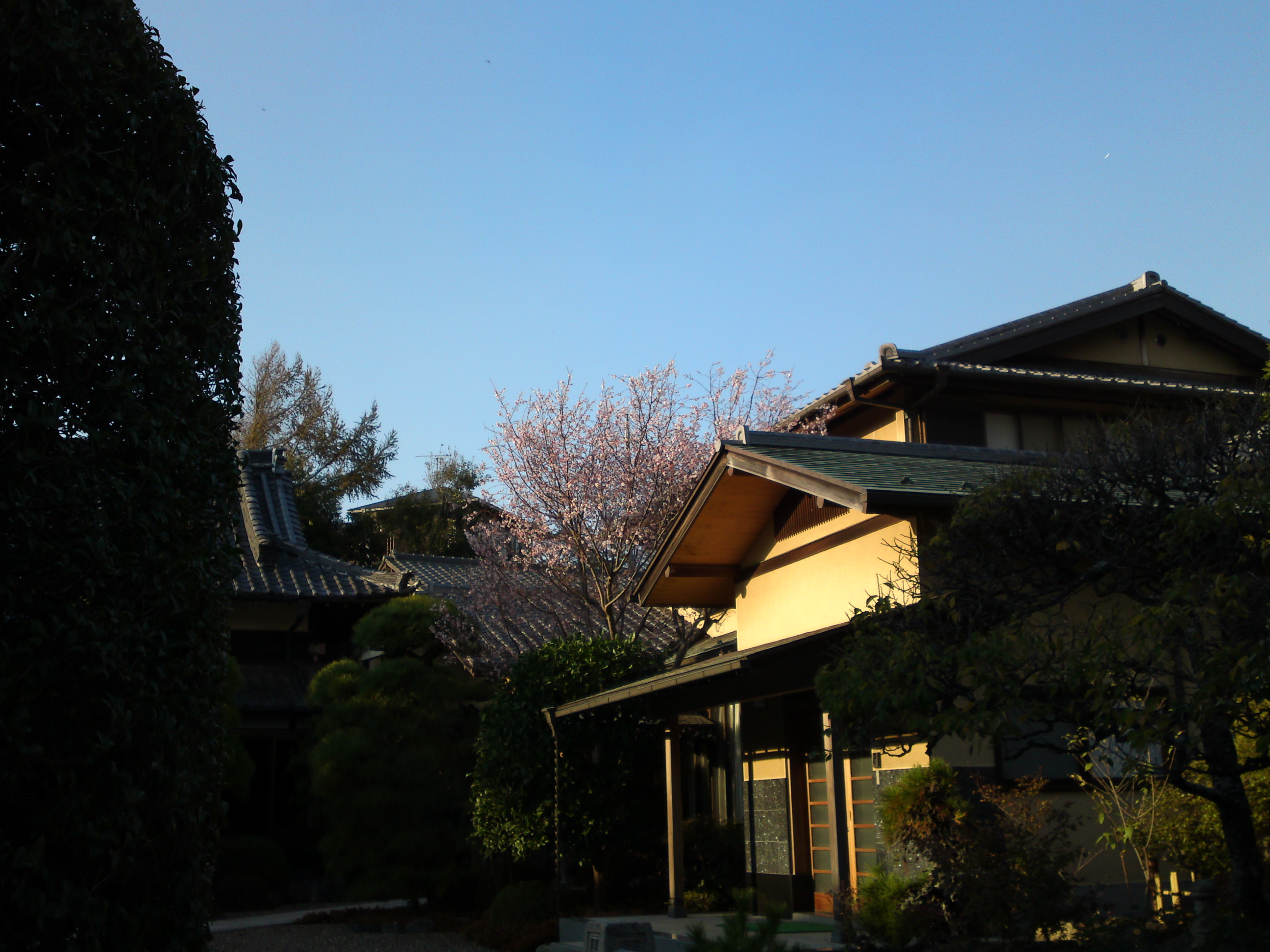 2018年本行院の秋に咲く十月桜の花３