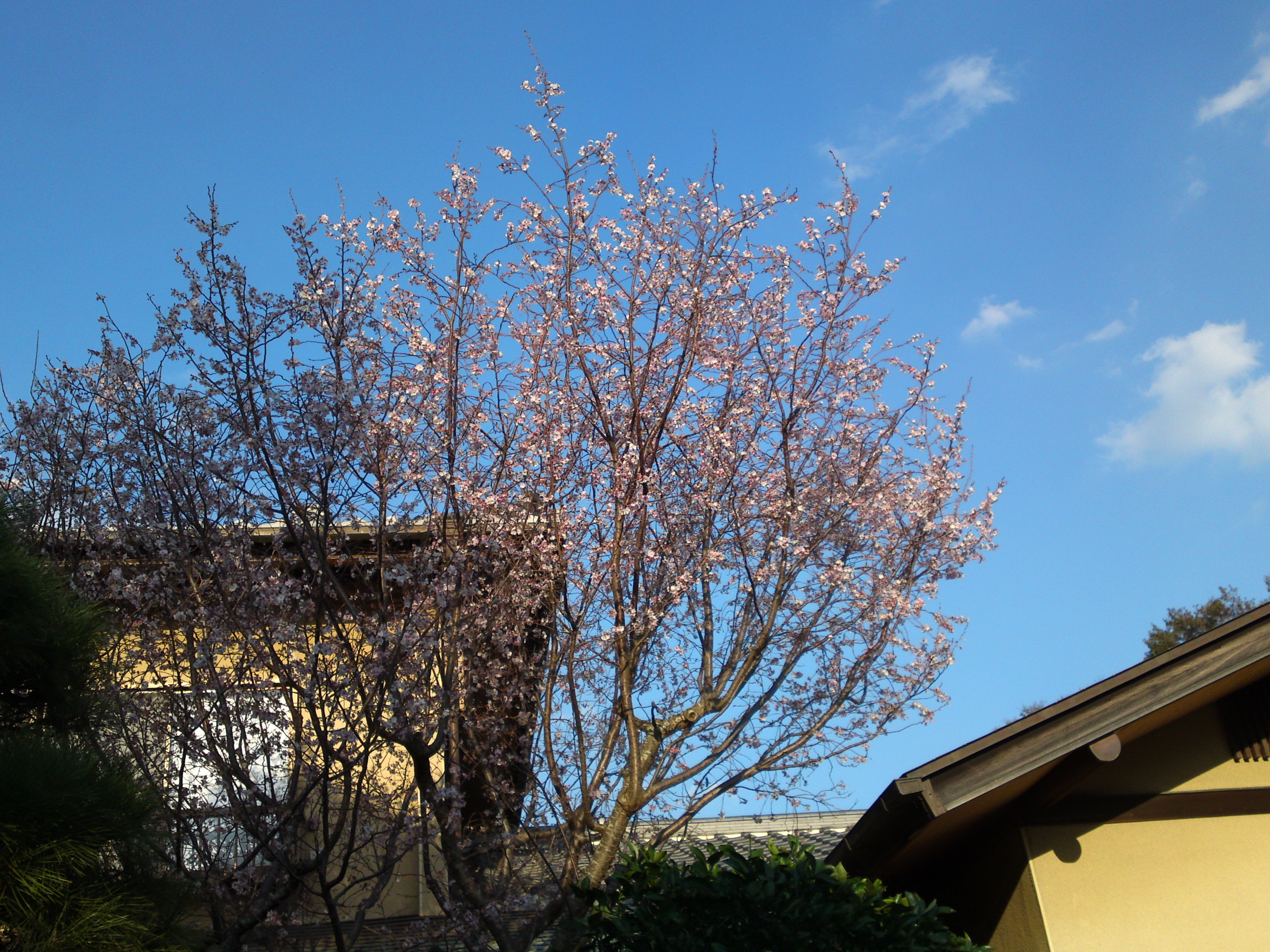 2018年本行院の秋に咲く十月桜の花４