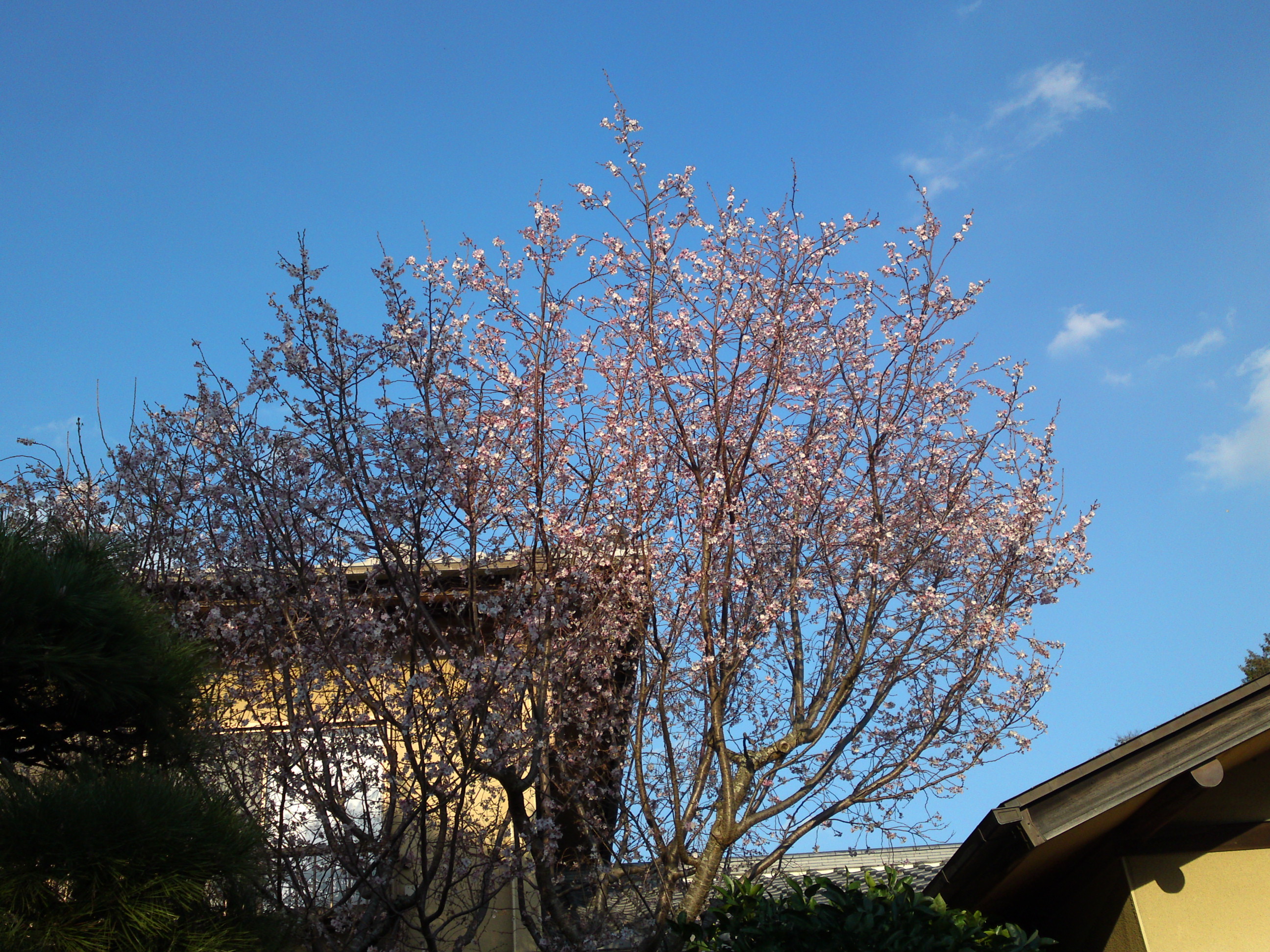 2018年本行院の秋に咲く十月桜の花５