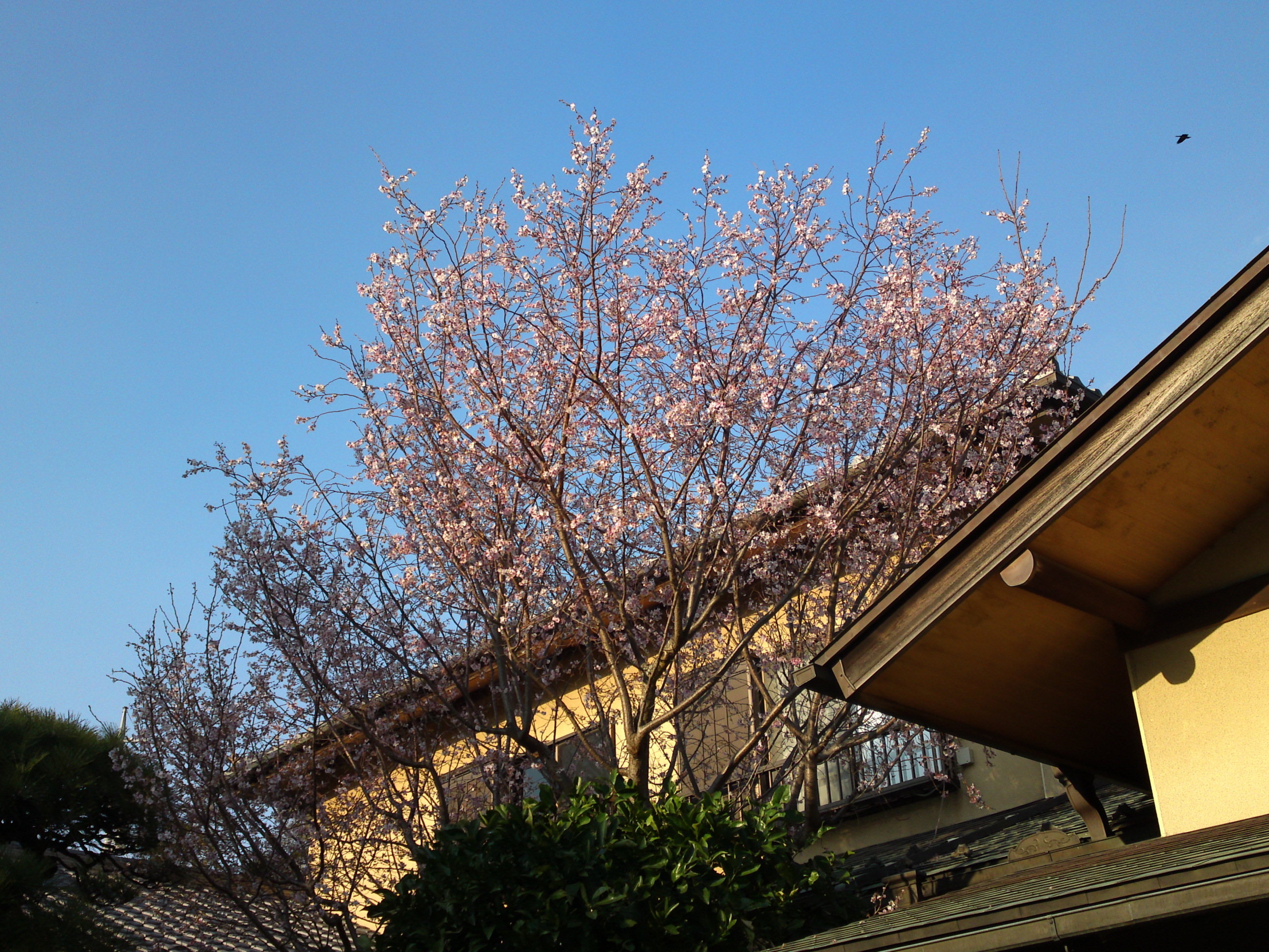 2018年本行院の秋に咲く十月桜の花６