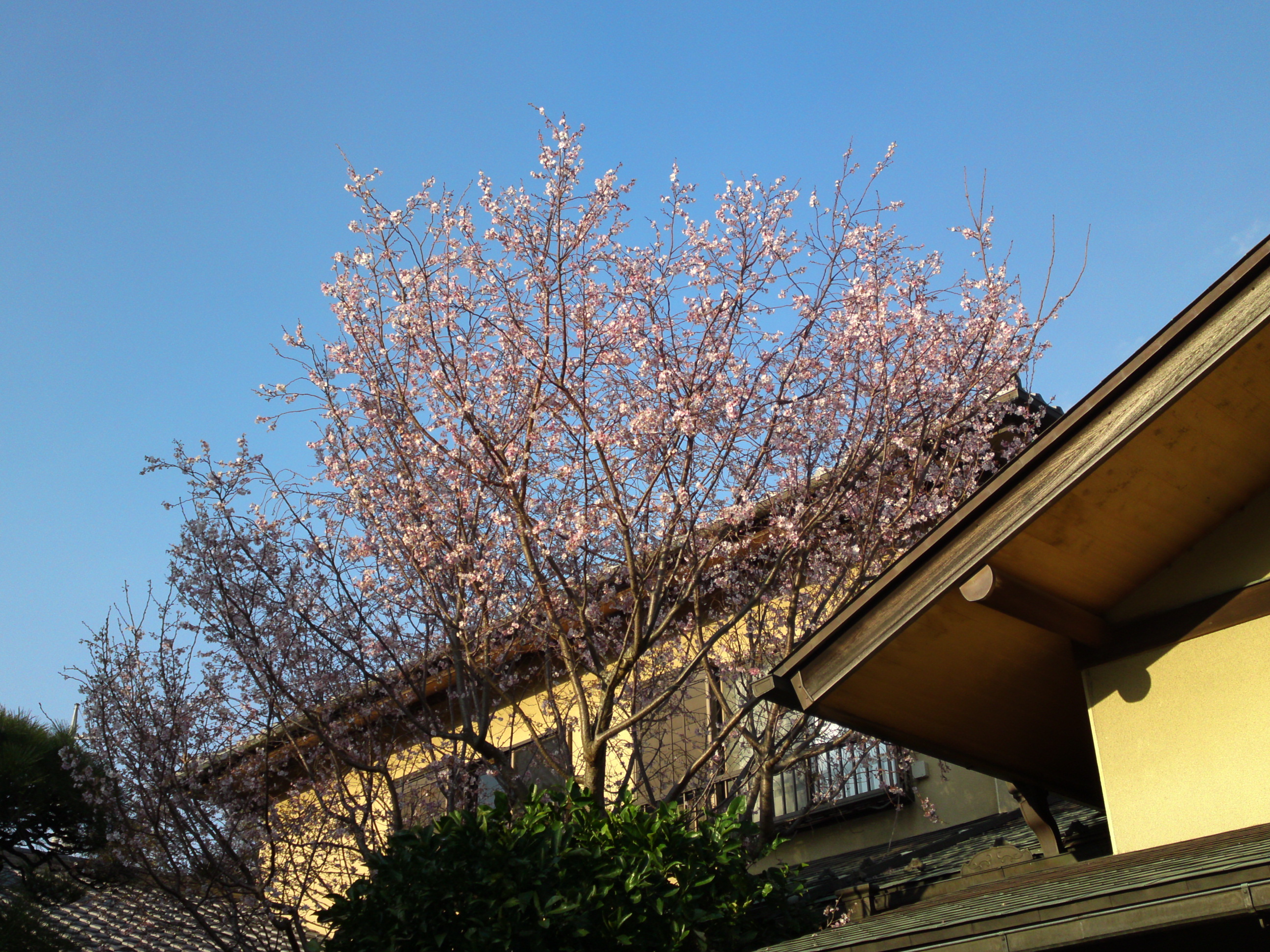2018年本行院の秋に咲く十月桜の花７