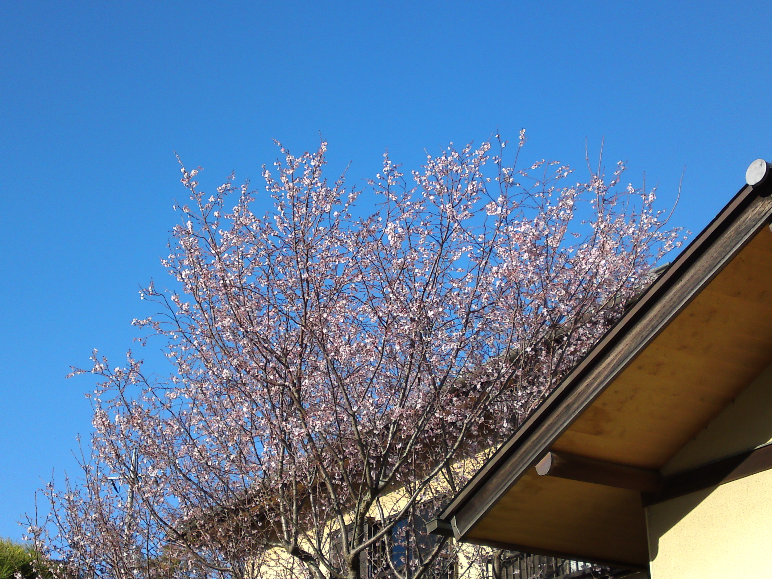 2018年本行院の秋に咲く十月桜の花１９