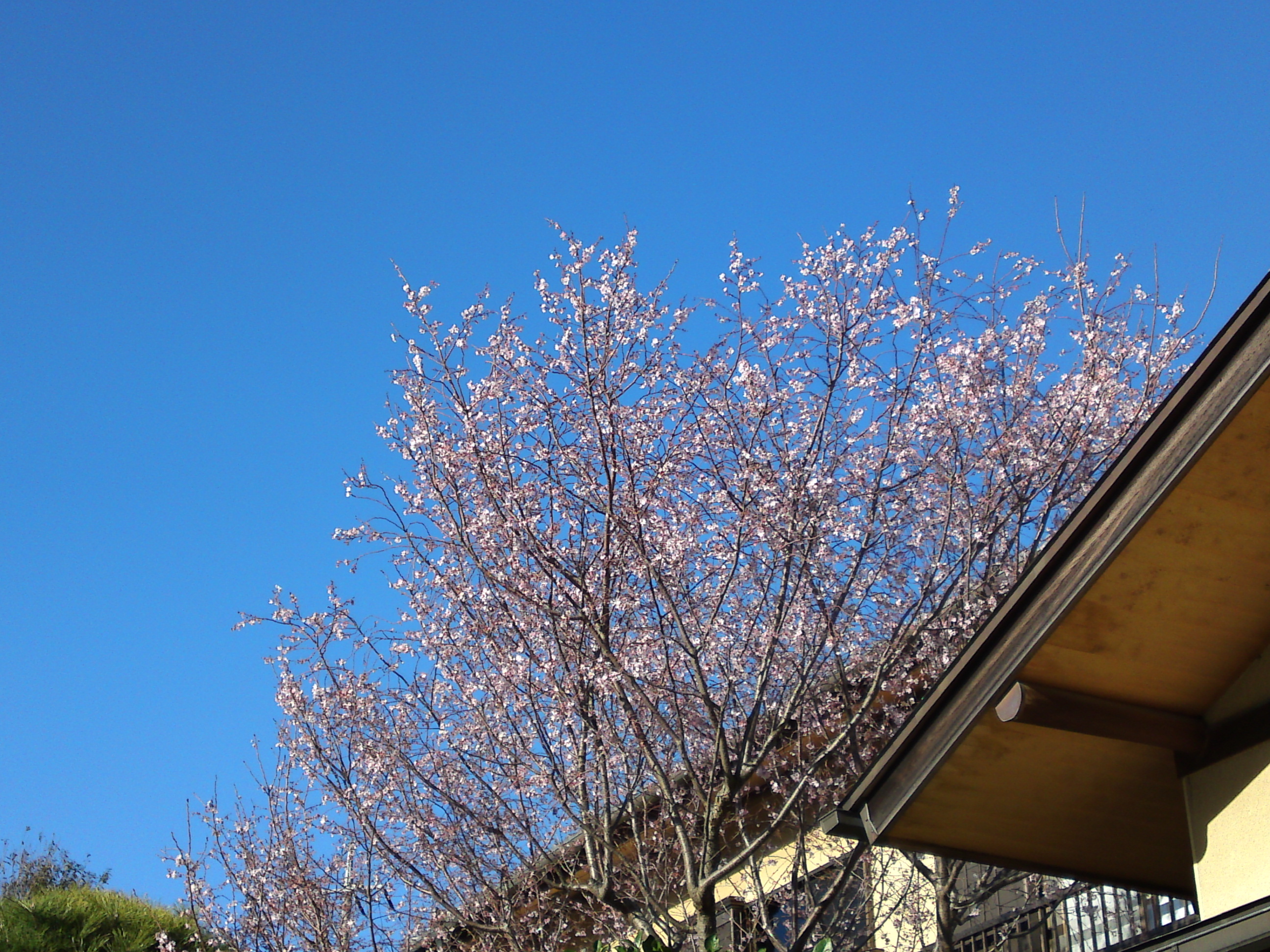 2018年本行院の秋に咲く十月桜の花２０