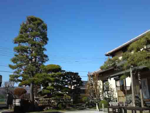 the garden in Honjoji Temple