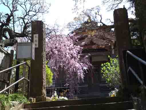 viewing sakura in Honkoji from the approach