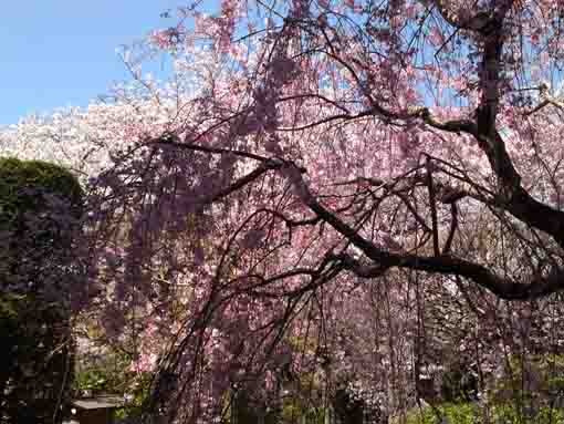 a weeping cherry tree in Honkoji Temple