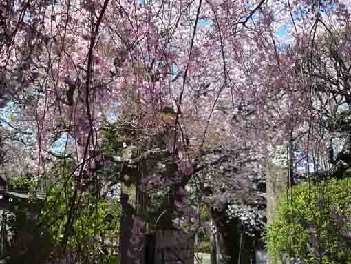 cherry blossoms in Honkoji and the approach