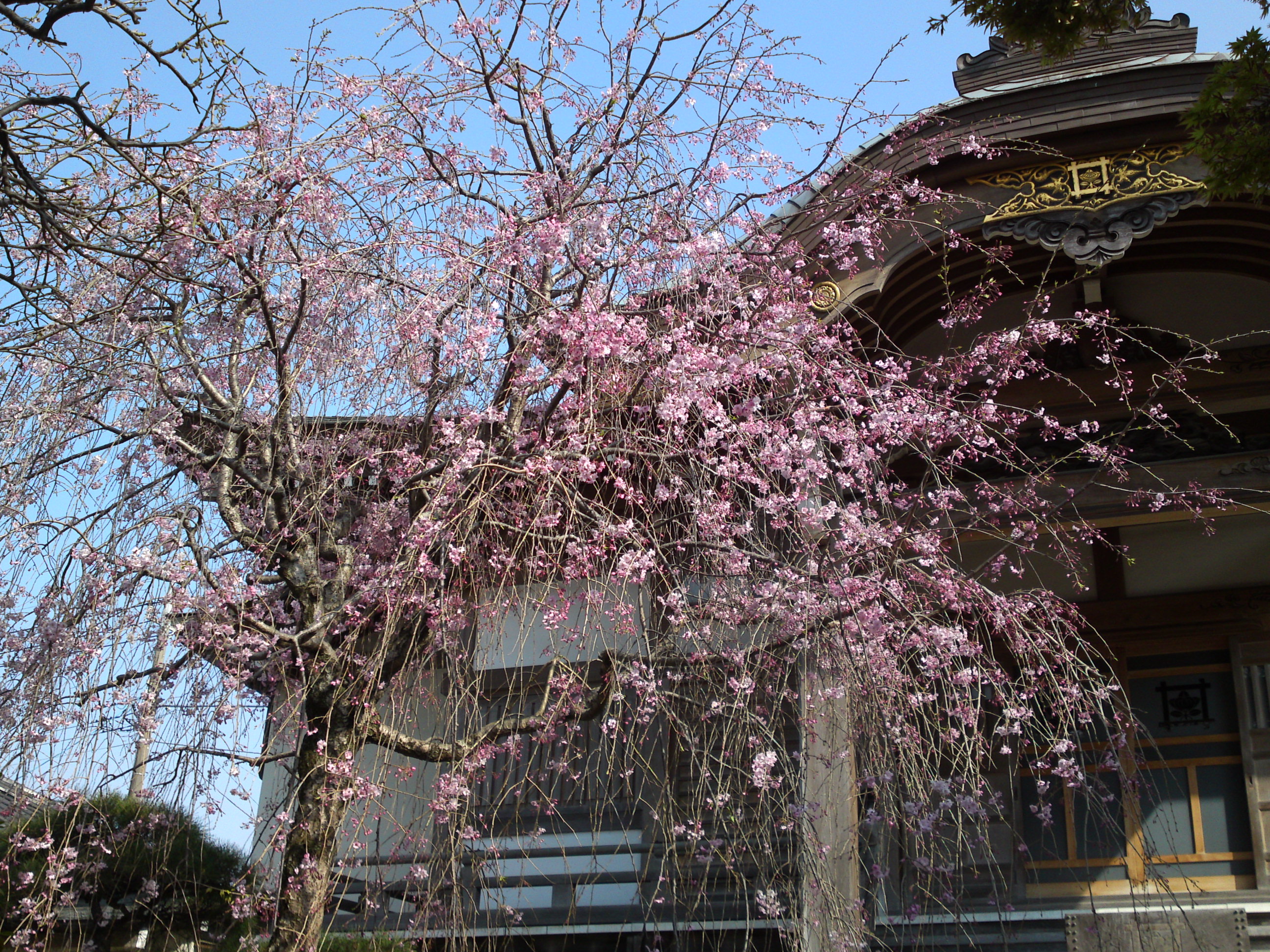 2019年春本光寺に咲くしだれ桜３