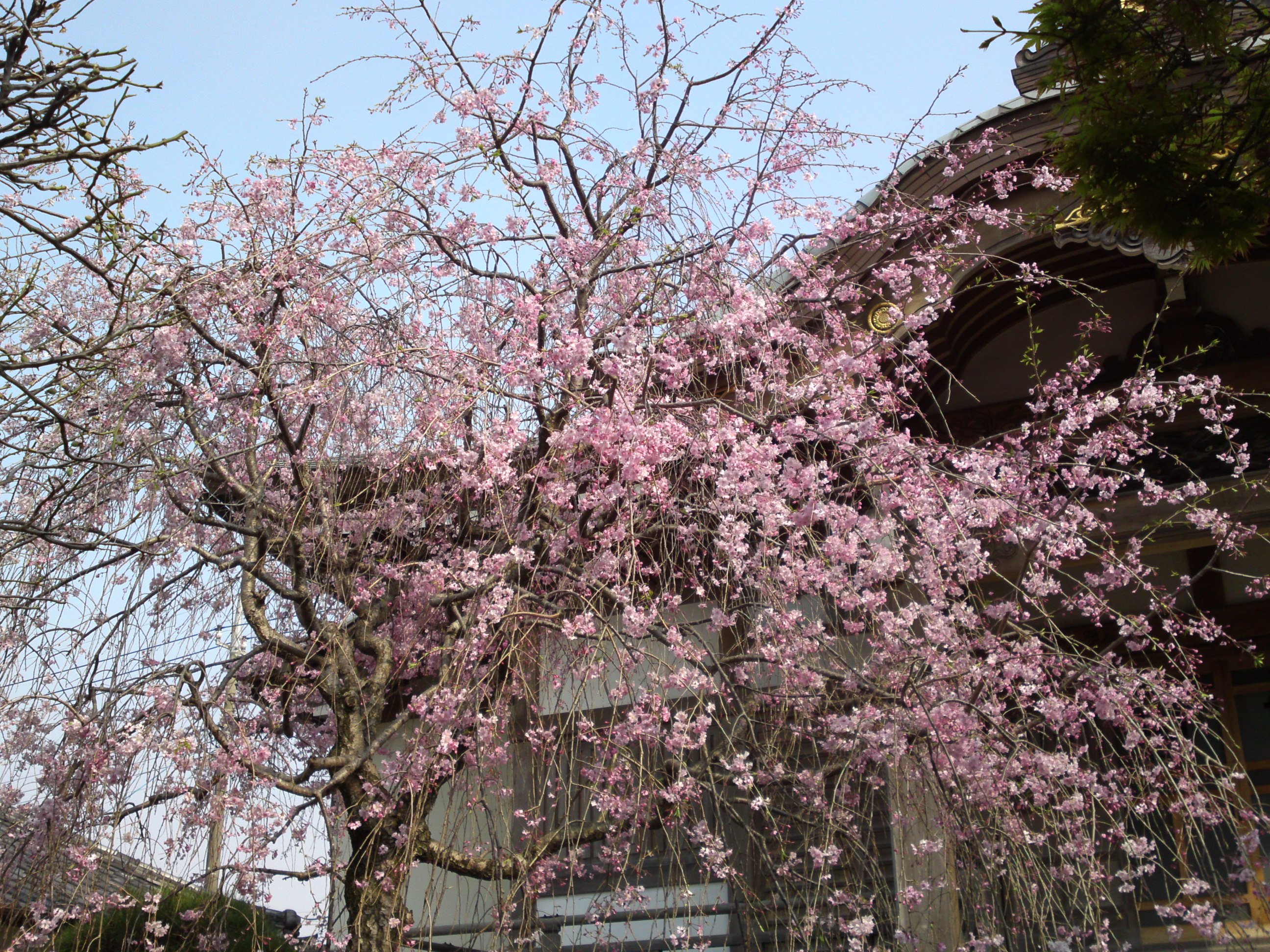 2019年春本光寺に咲くしだれ桜５