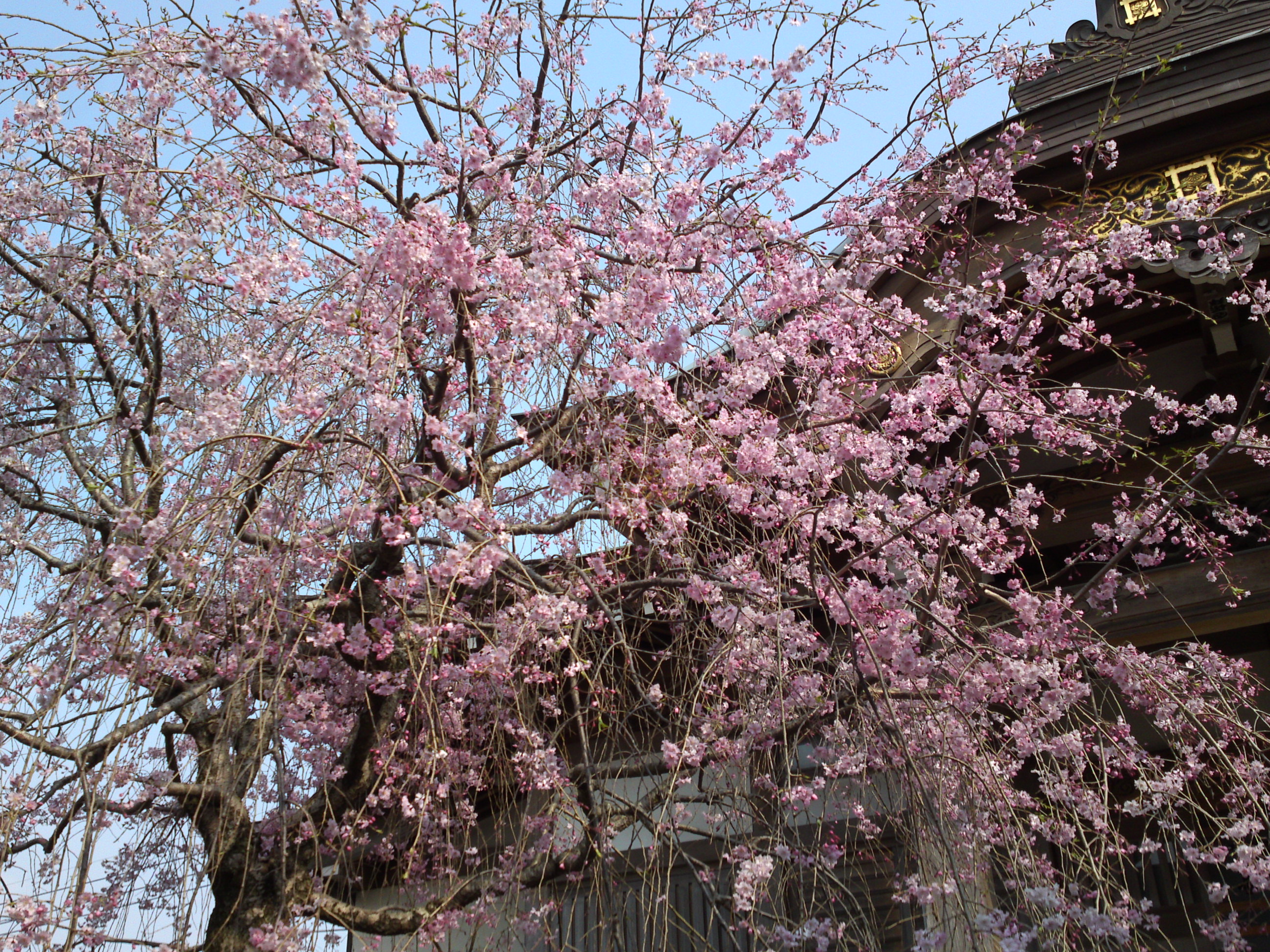2019年春本光寺に咲くしだれ桜６