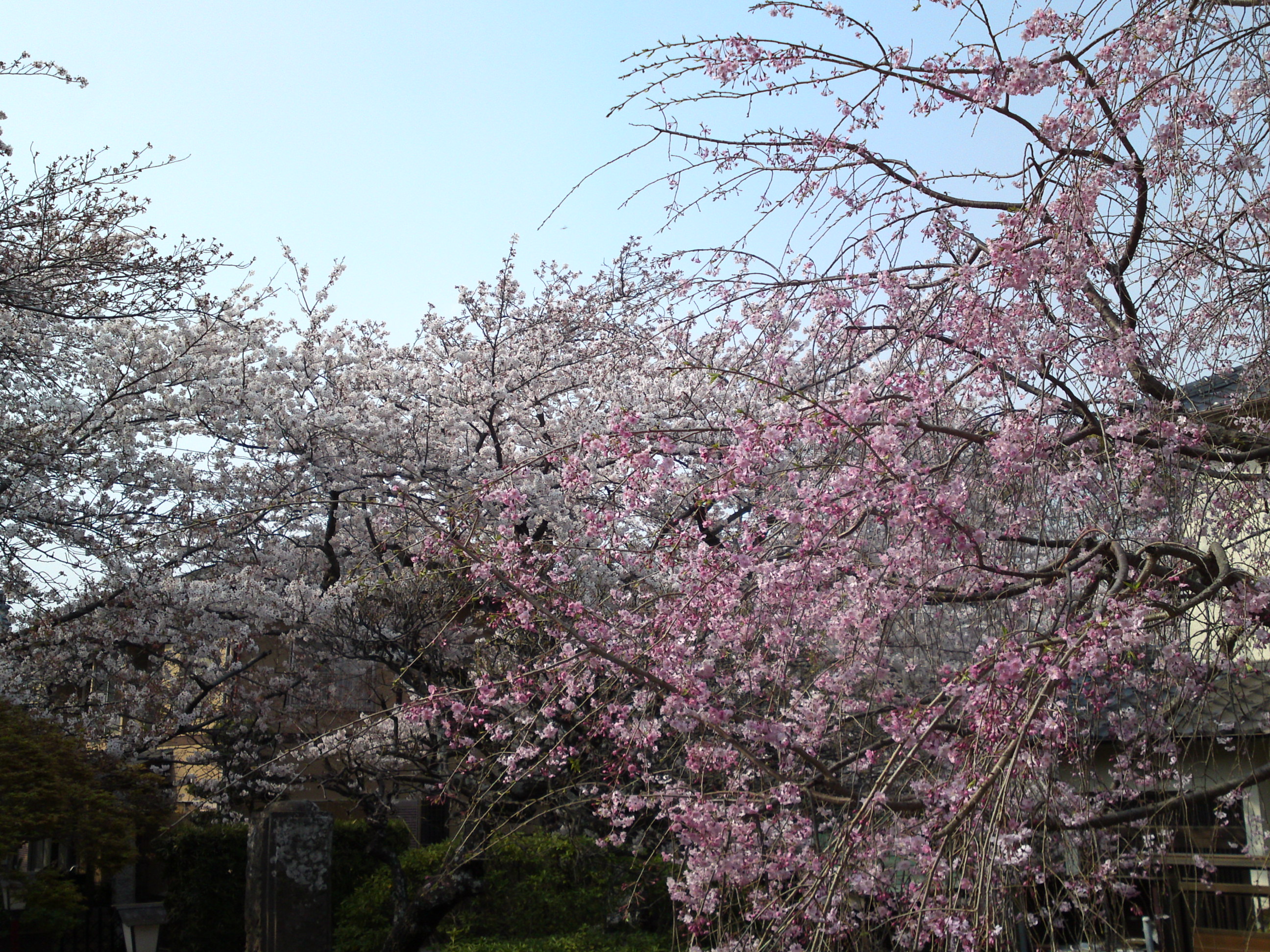 2019年春本光寺に咲くしだれ桜８