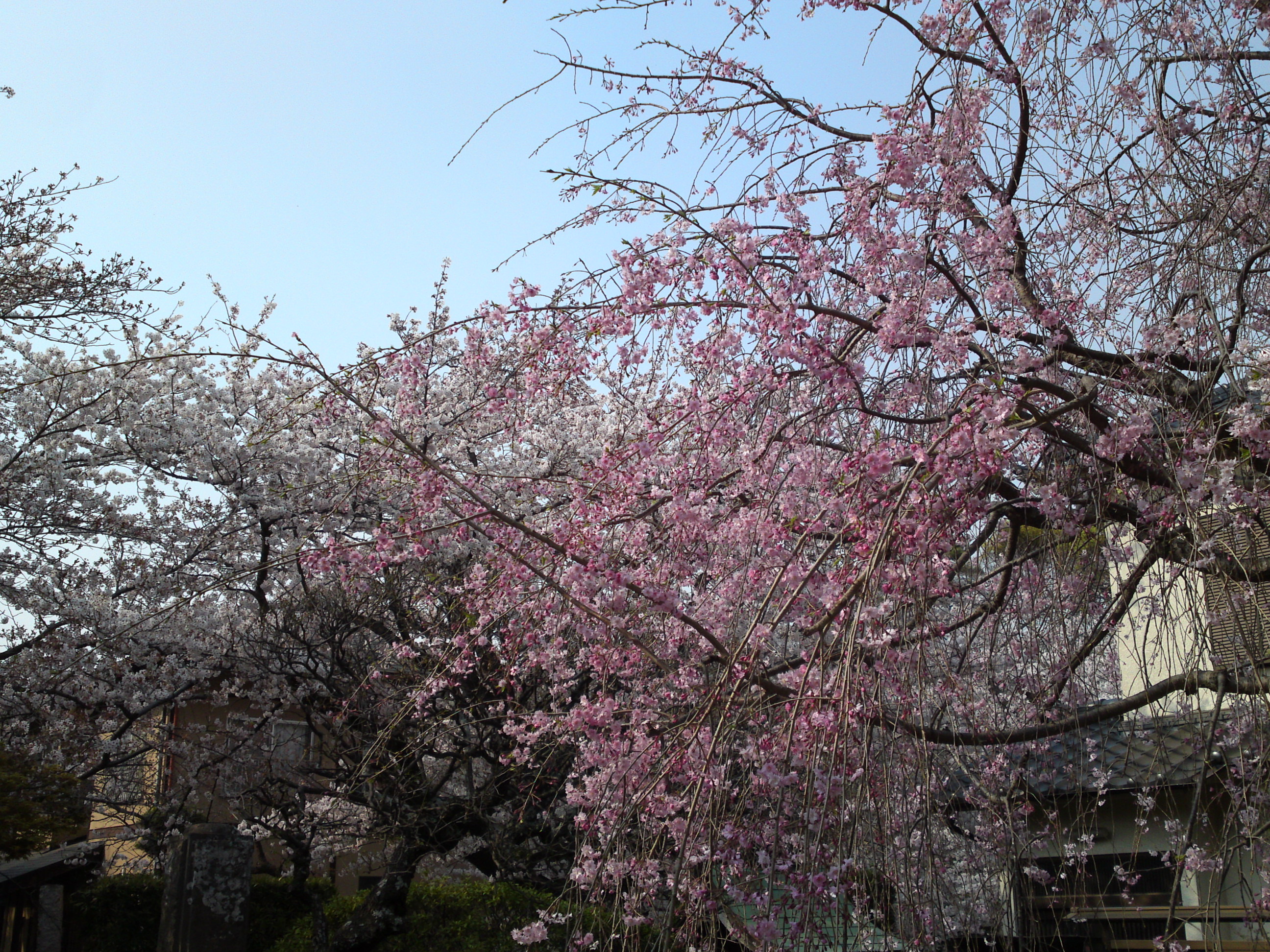 2019年春本光寺に咲くしだれ桜１０