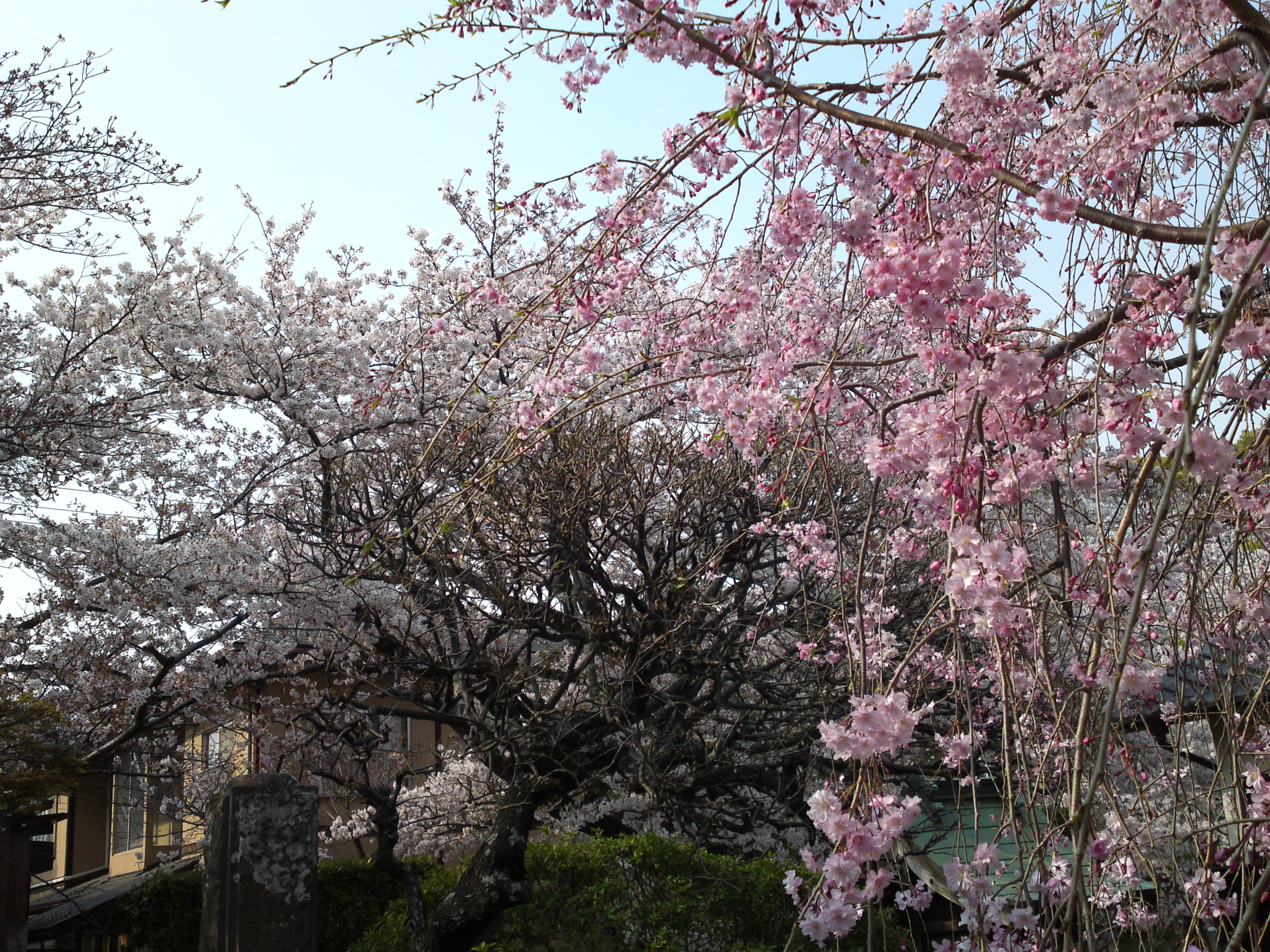 2019年春本光寺に咲くしだれ桜１２
