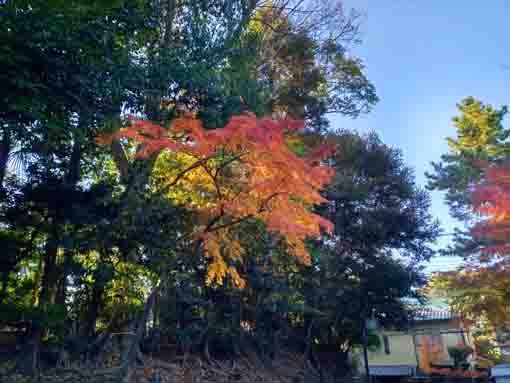 令和5年秋法宣院参道の紅葉3