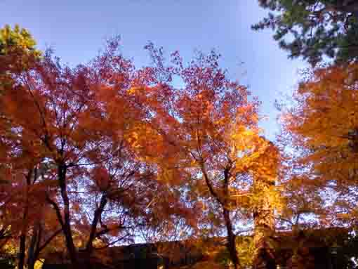 令和5年秋法宣院参道の紅葉1