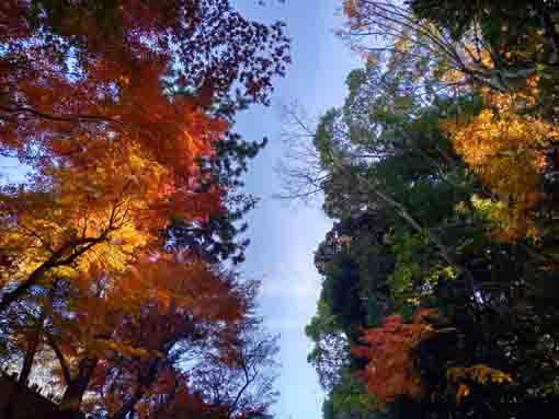 �ߘa�T�N�H�@��@�Q���̍g�t�S