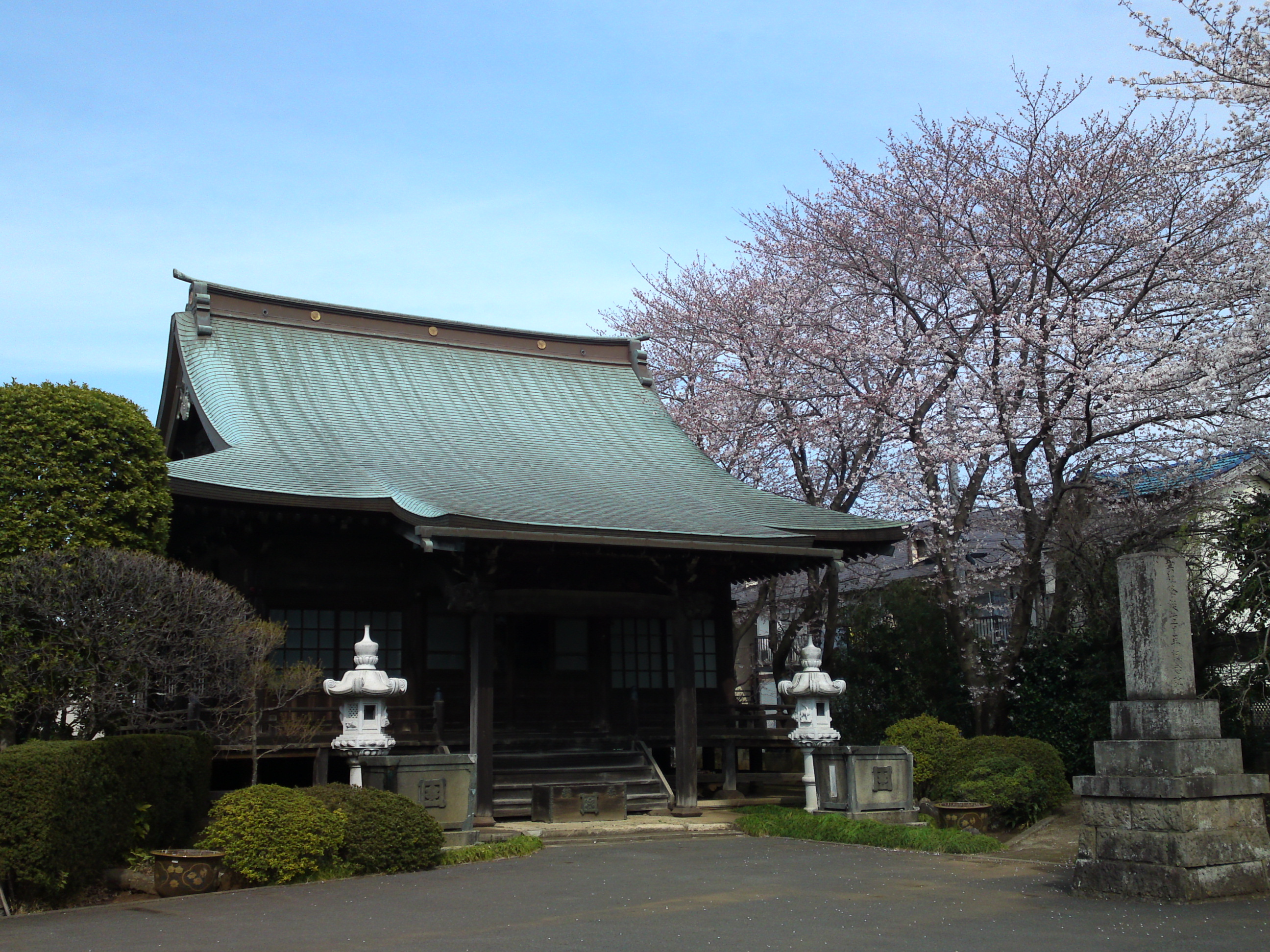 2017年曽谷山法蓮寺に咲く桜の花々１