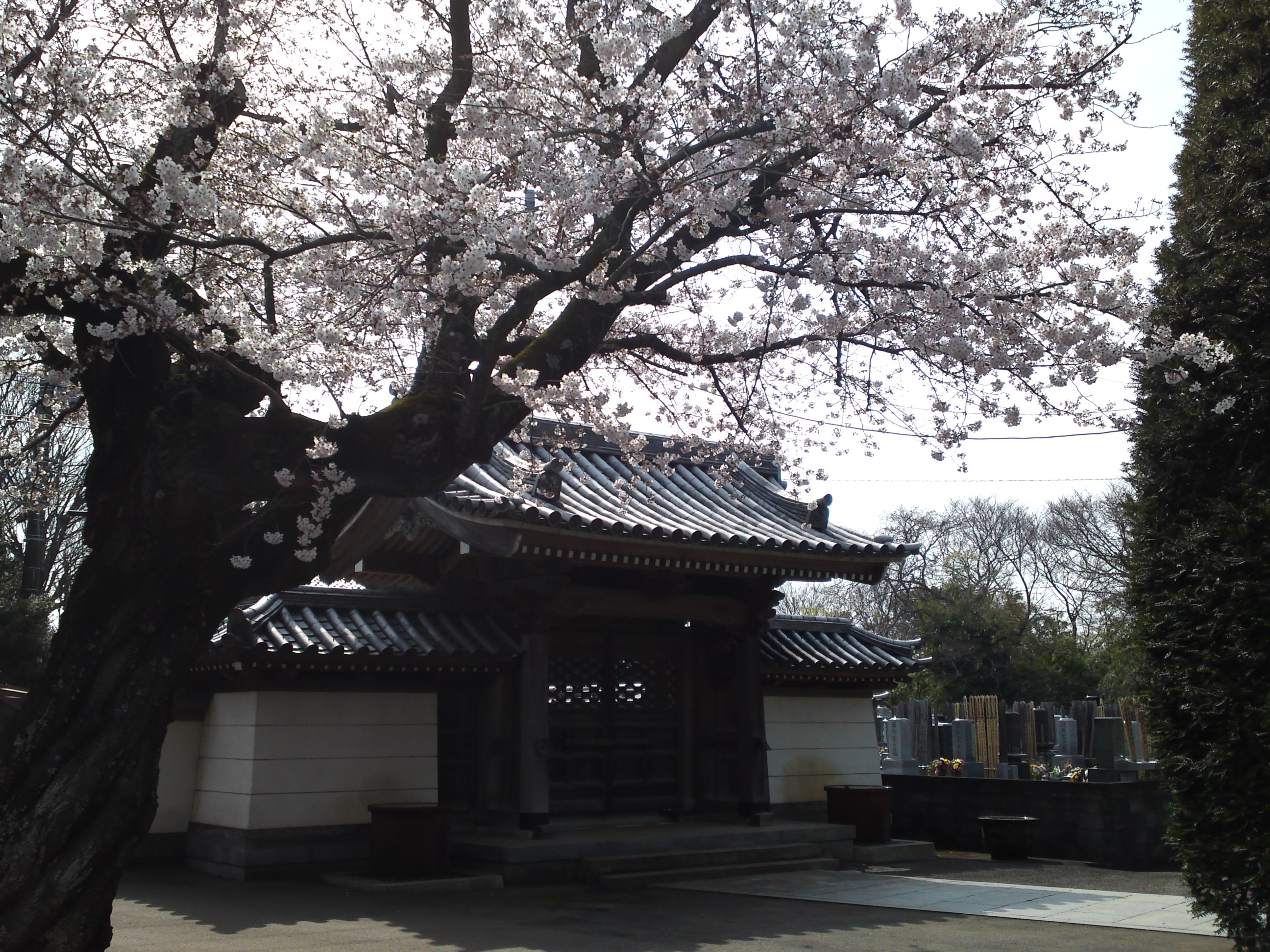 2017年曽谷山法蓮寺に咲く桜の花々２