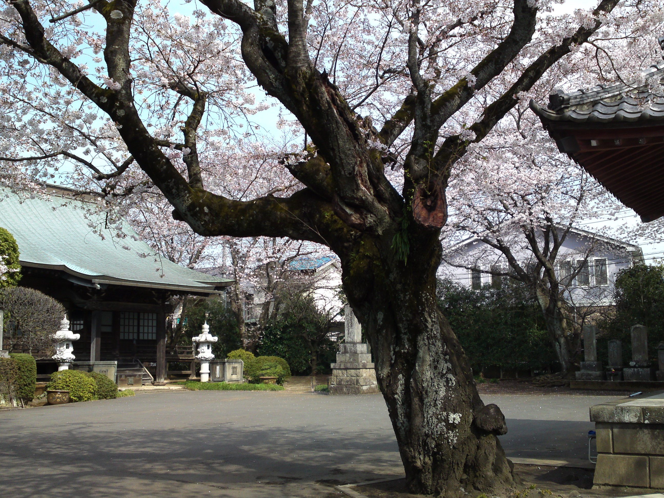 2017年曽谷山法蓮寺に咲く桜の花々４