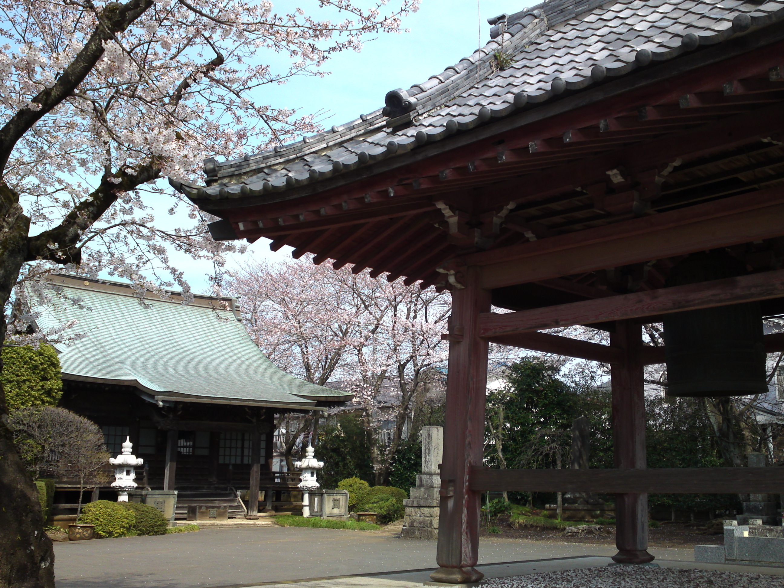 2017年曽谷山法蓮寺に咲く桜の花々５
