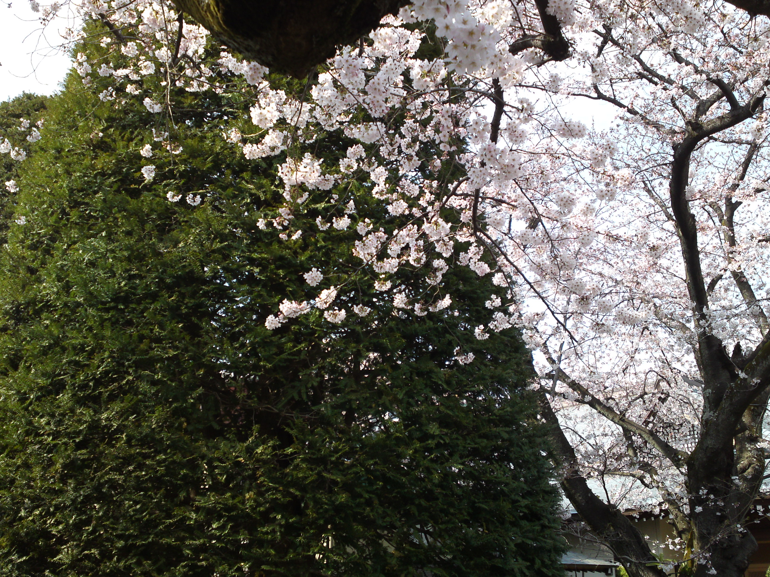 2017年曽谷山法蓮寺に咲く桜の花々６
