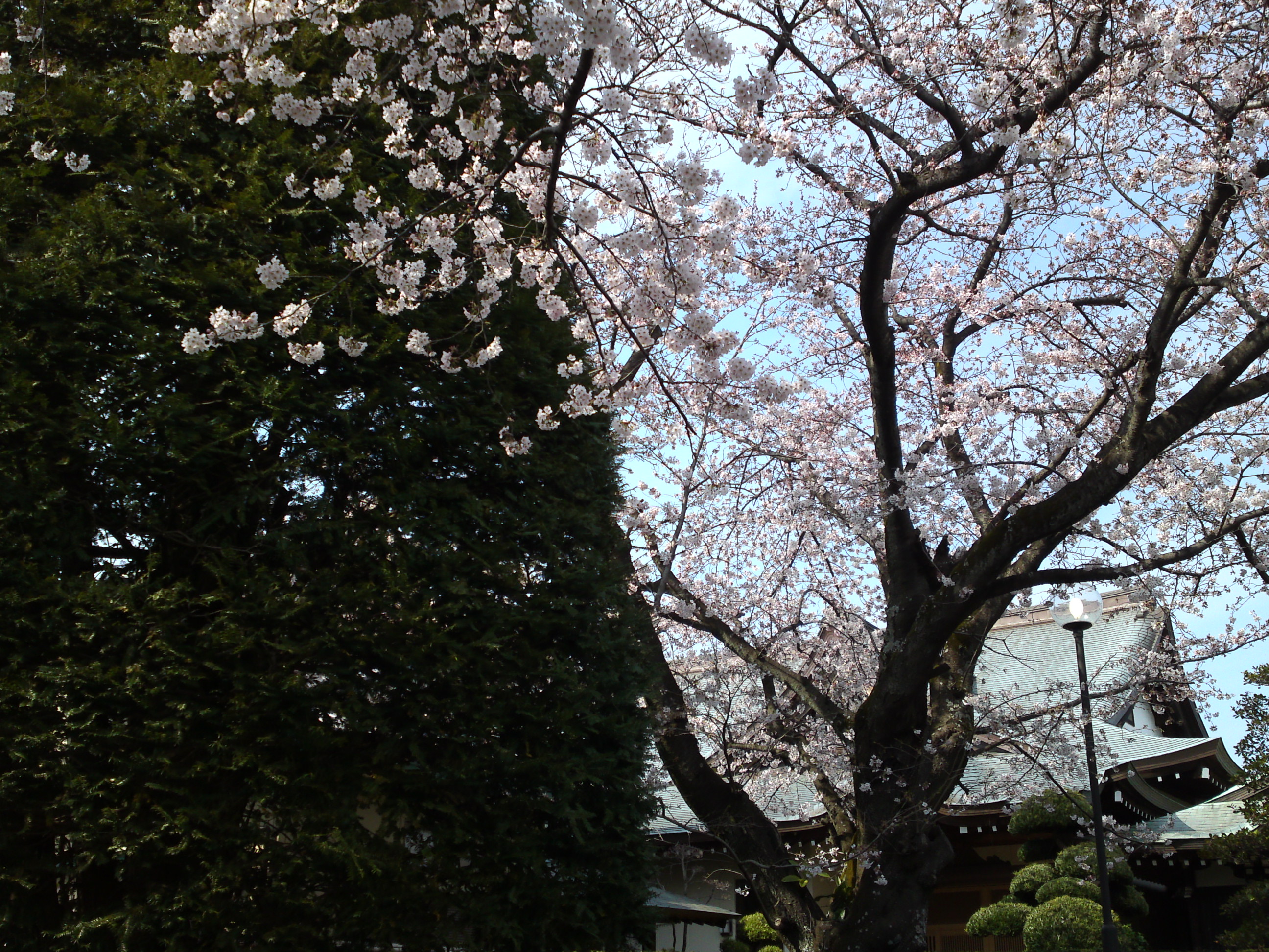 2017年曽谷山法蓮寺に咲く桜の花々７