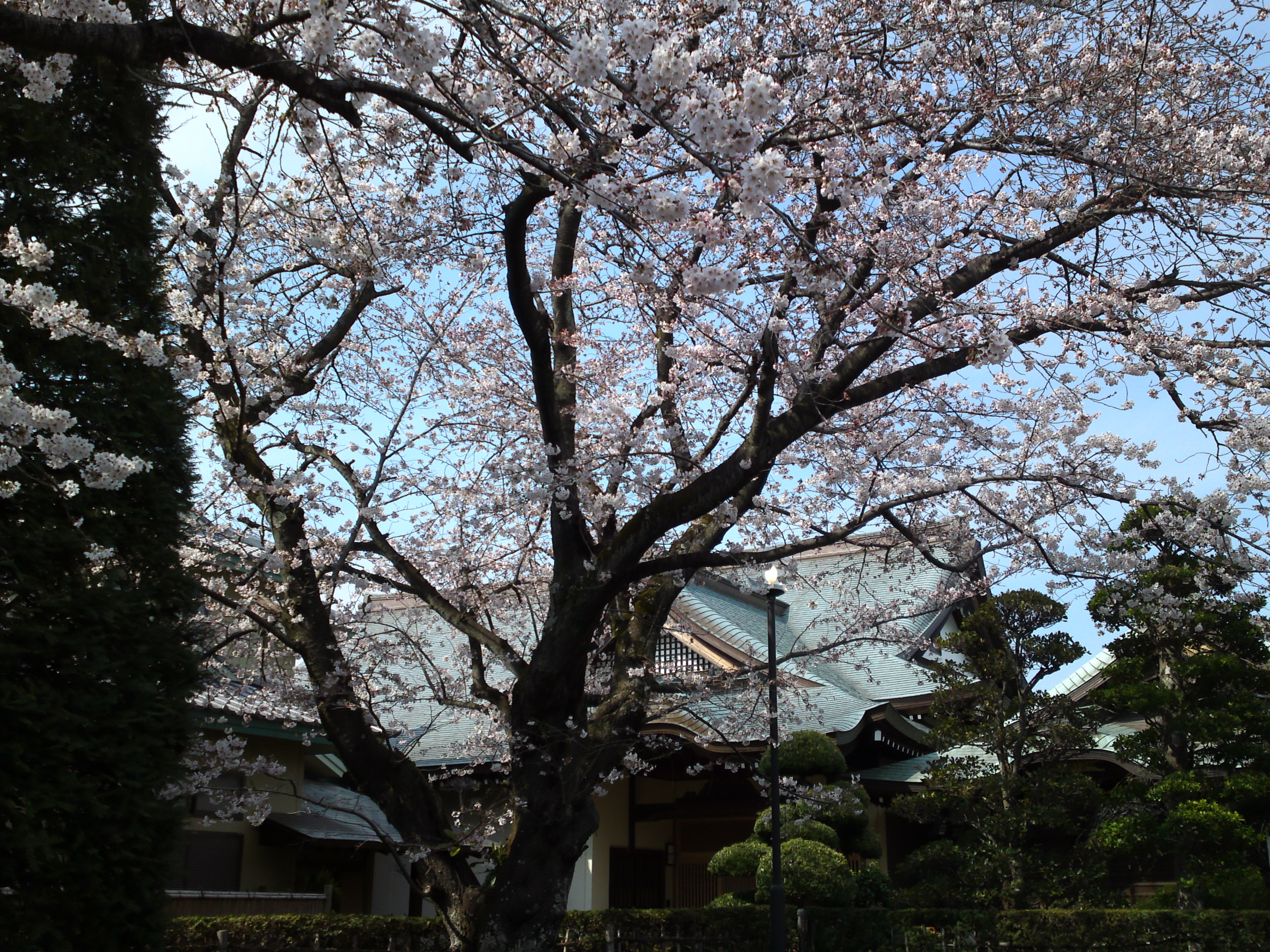 2017年曽谷山法蓮寺に咲く桜の花々８