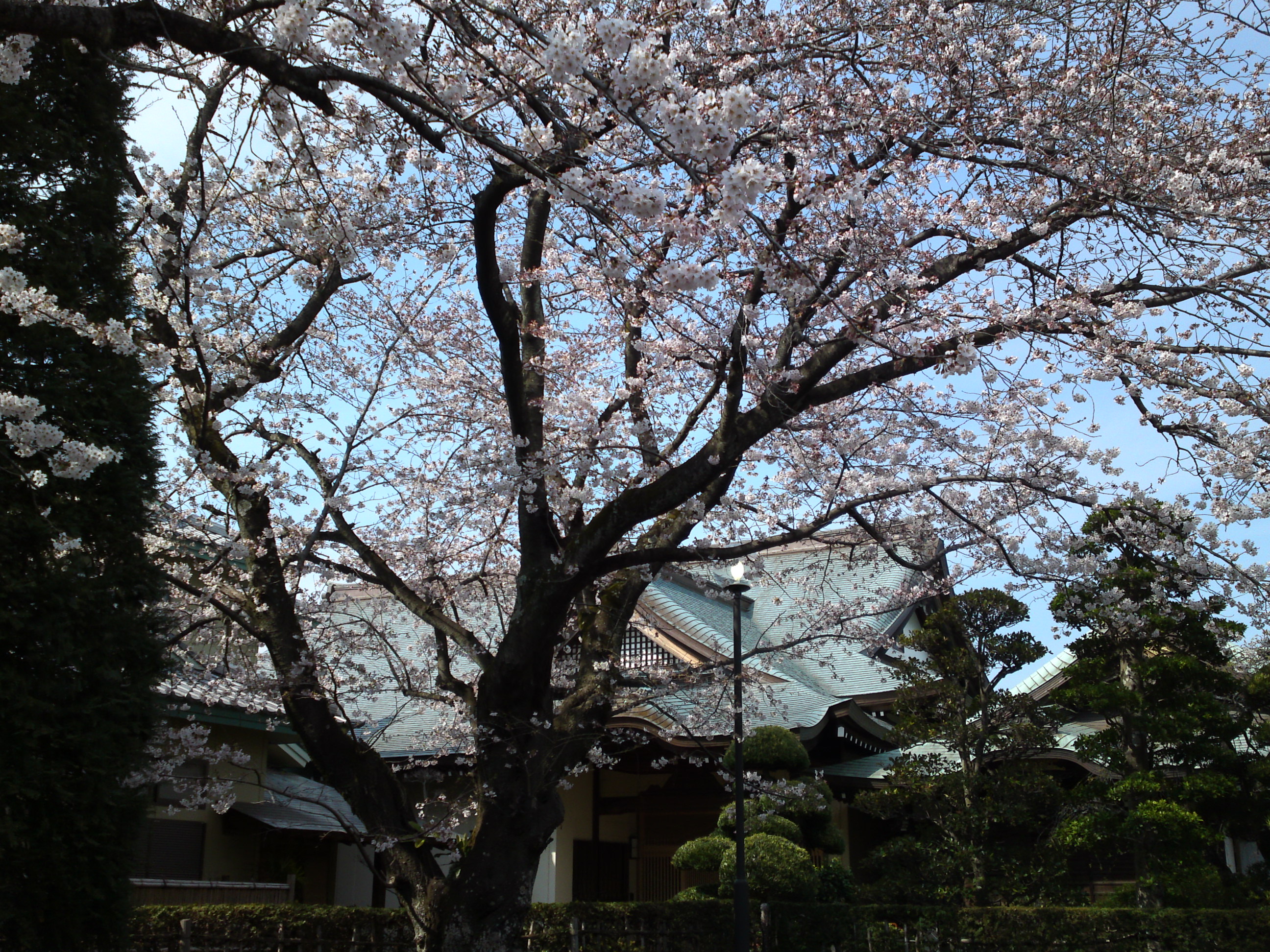 2017年曽谷山法蓮寺に咲く桜の花々９