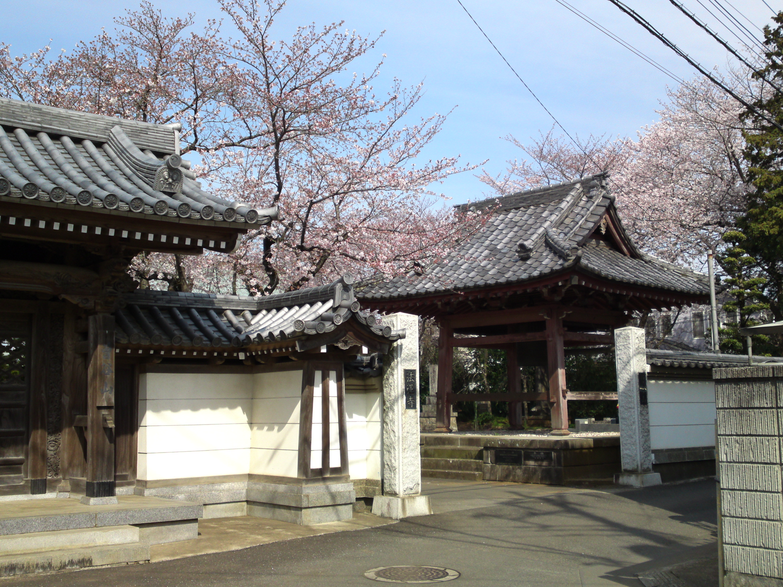 2017年曽谷山法蓮寺に咲く桜の花々１０