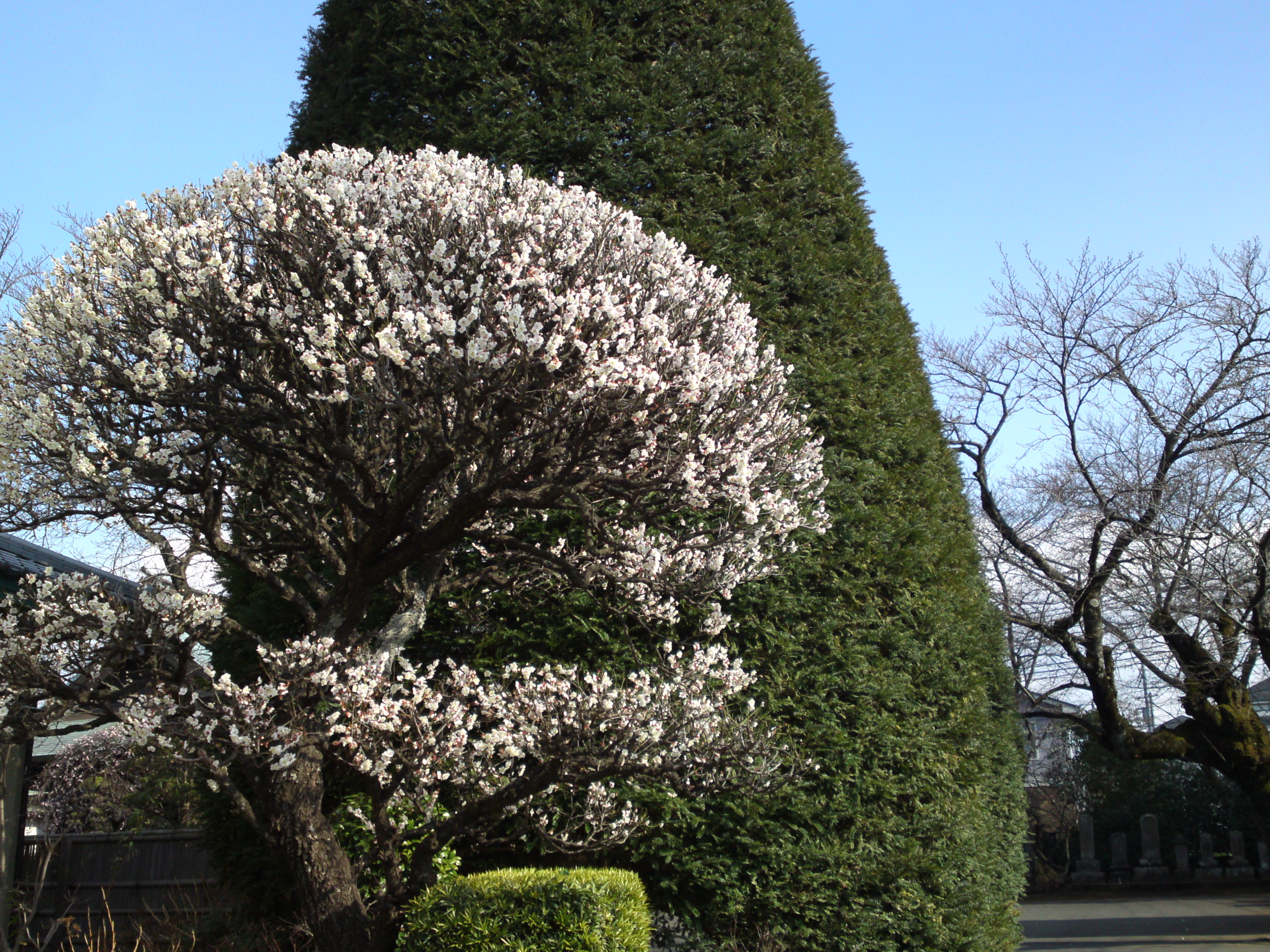 2019年曽谷山法蓮寺に咲く梅の花々１