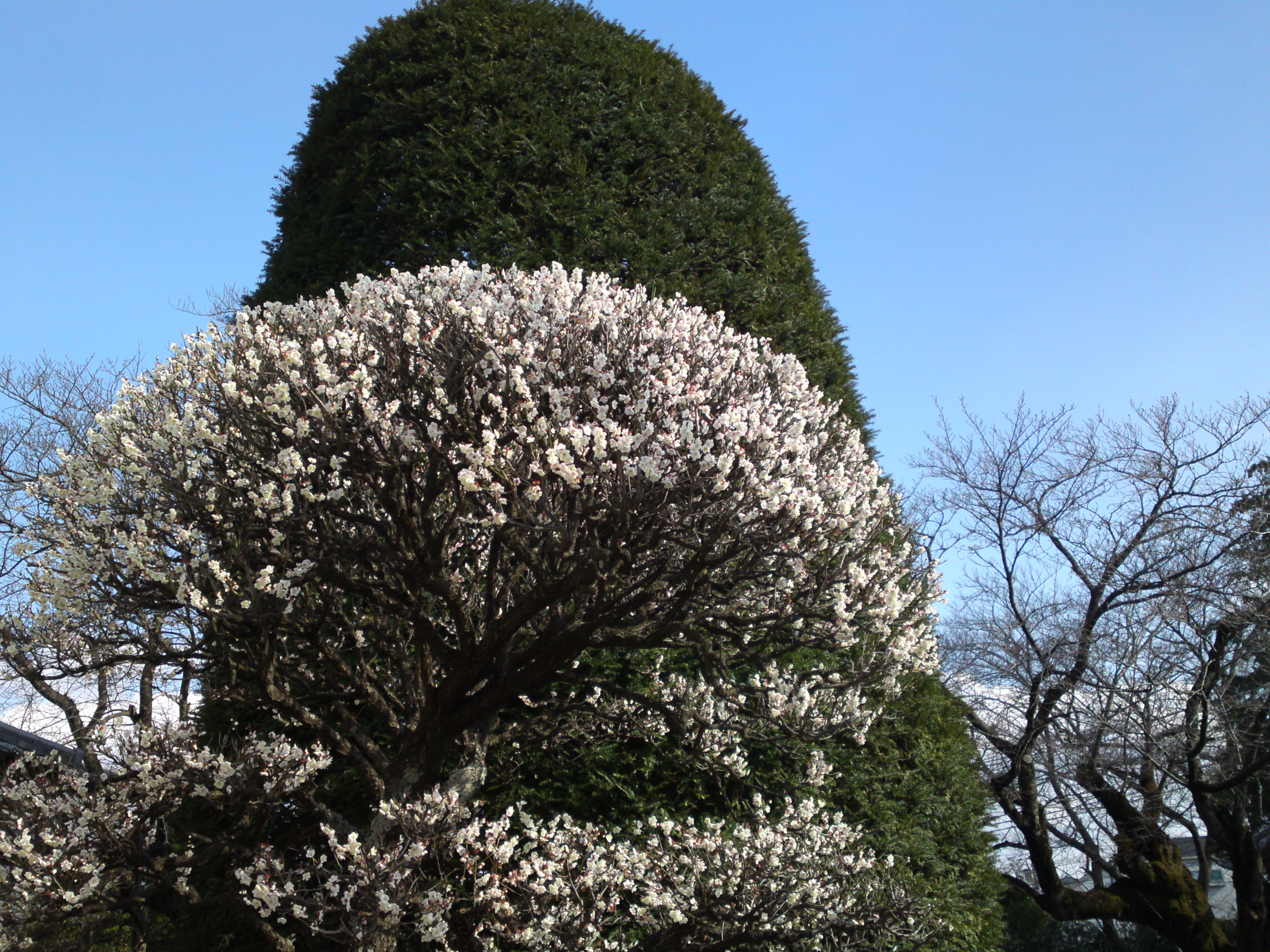2019年曽谷山法蓮寺に咲く梅の花々２