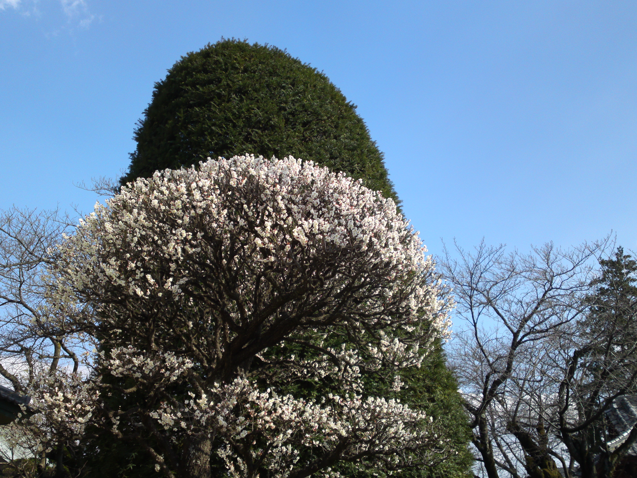 2019年曽谷山法蓮寺に咲く梅の花々４