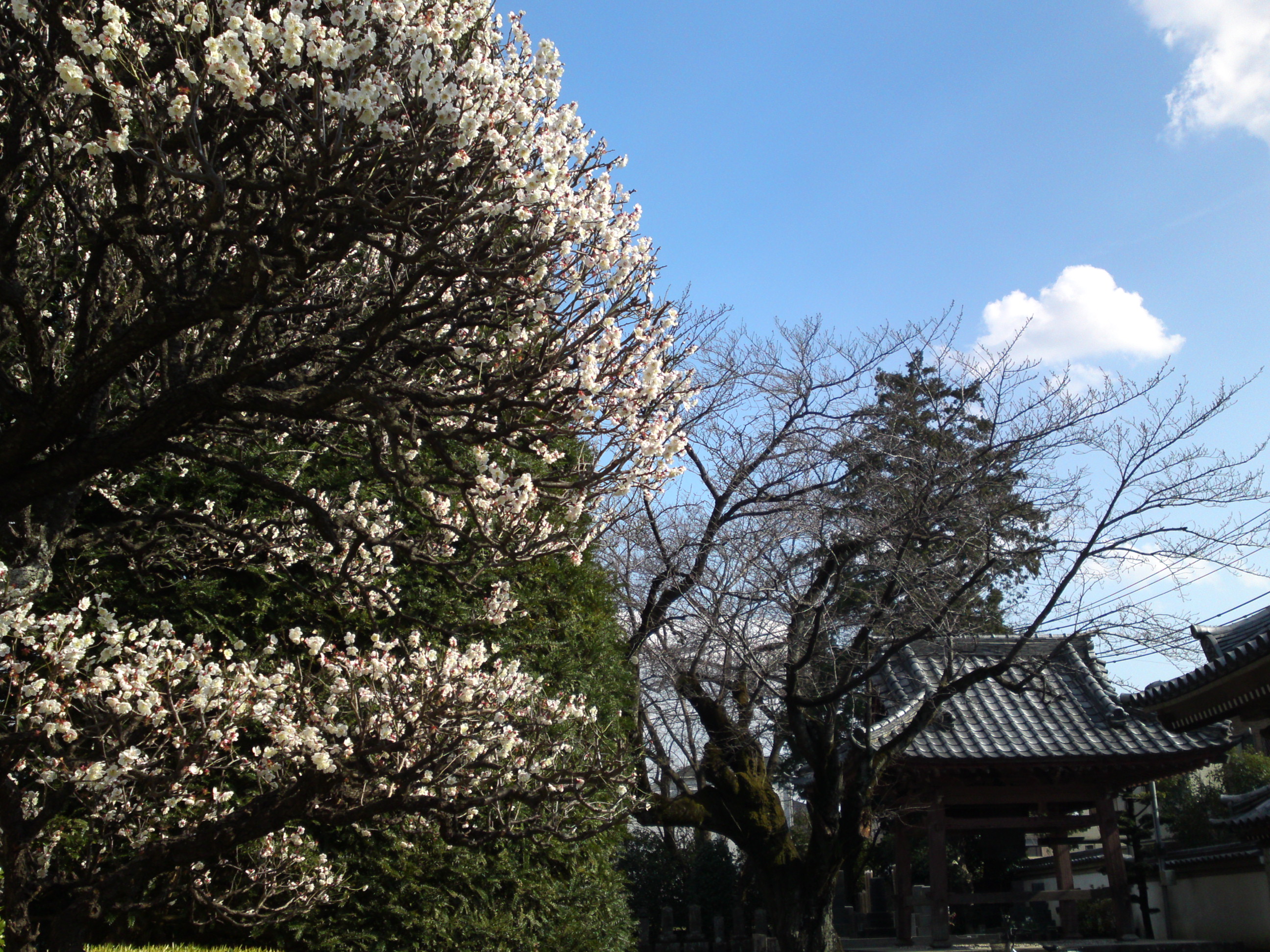 2019年曽谷山法蓮寺に咲く梅の花々６
