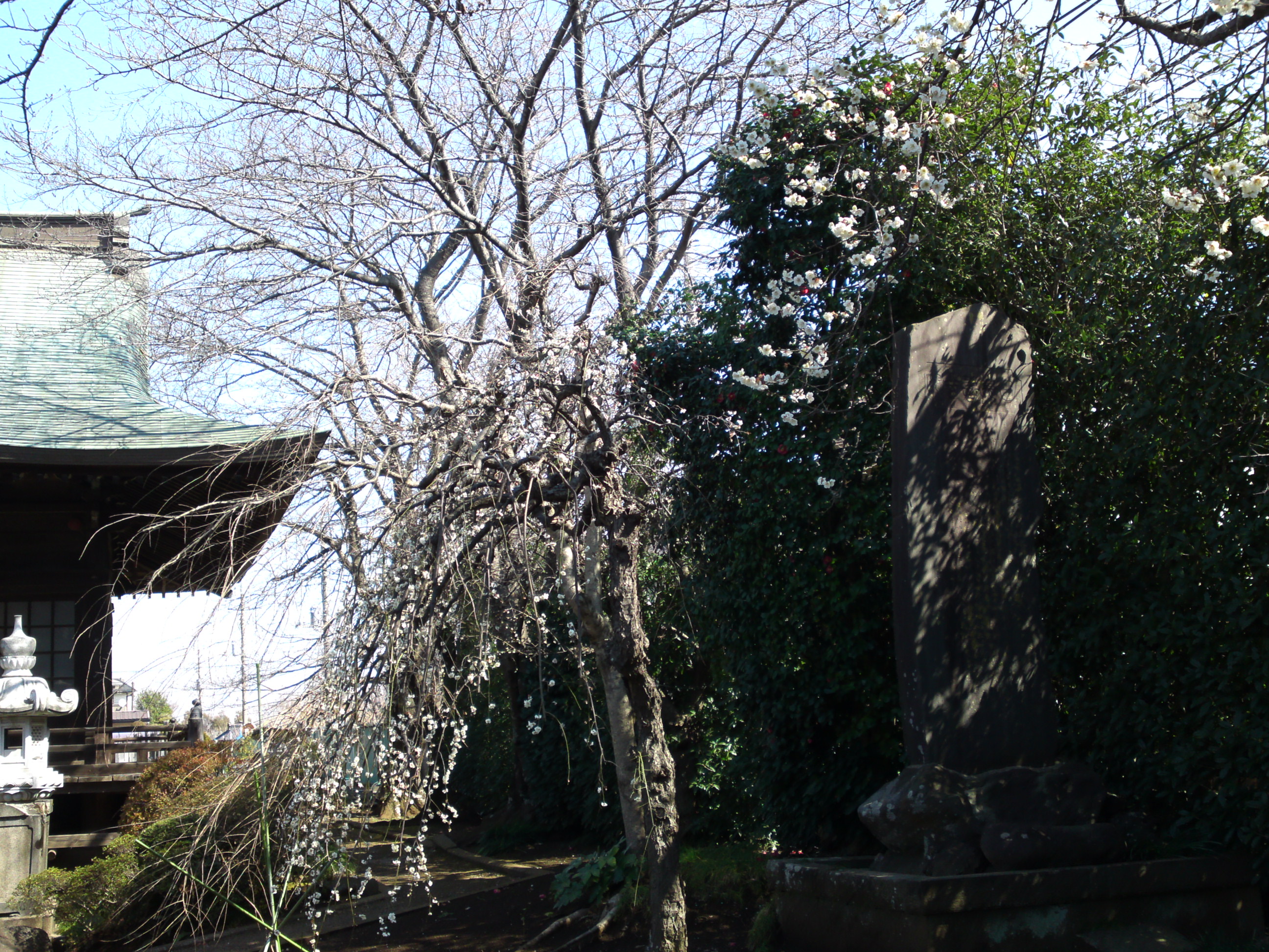 2019年曽谷山法蓮寺に咲く梅の花々８