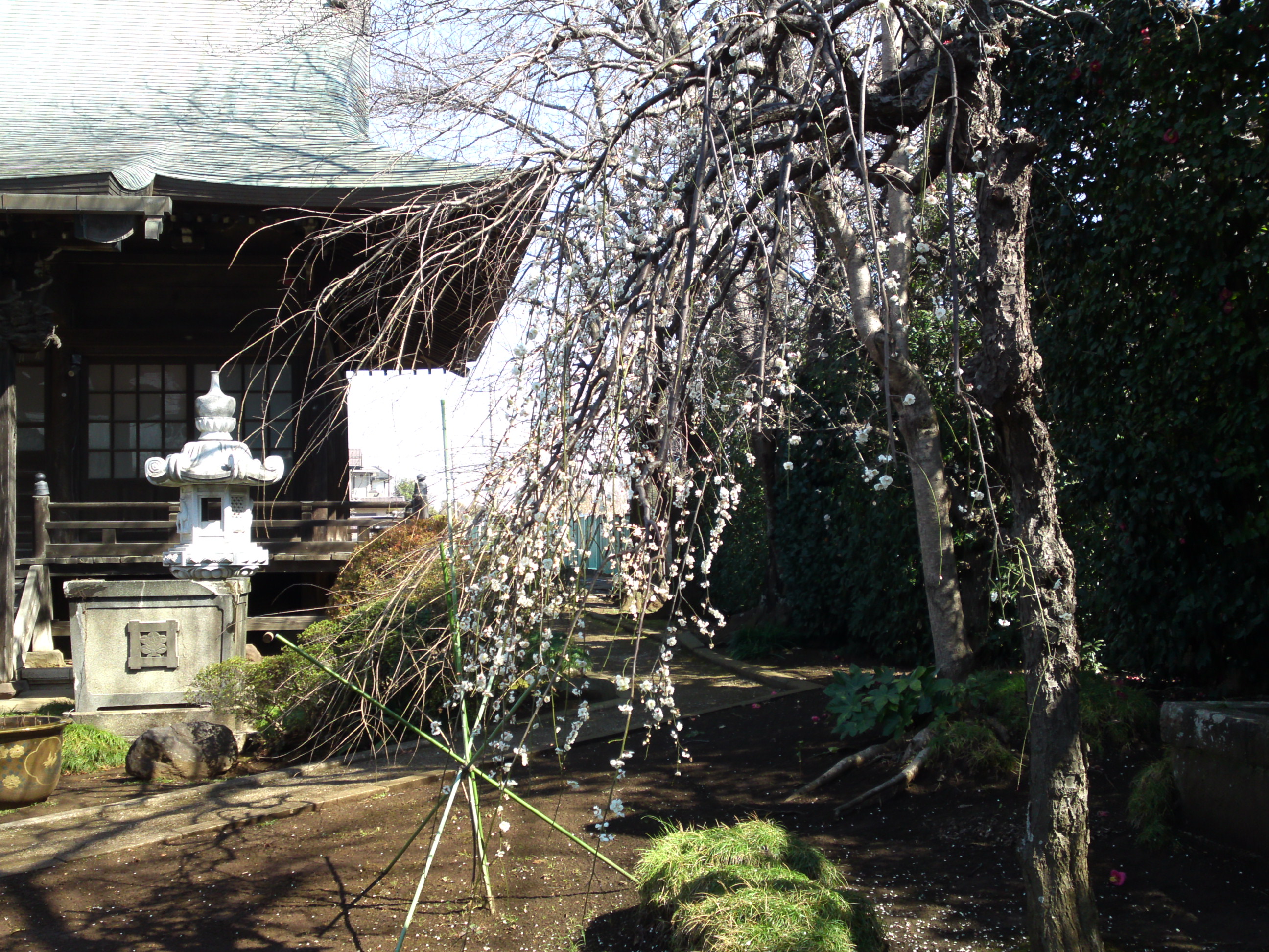 2019年曽谷山法蓮寺に咲く梅の花々９