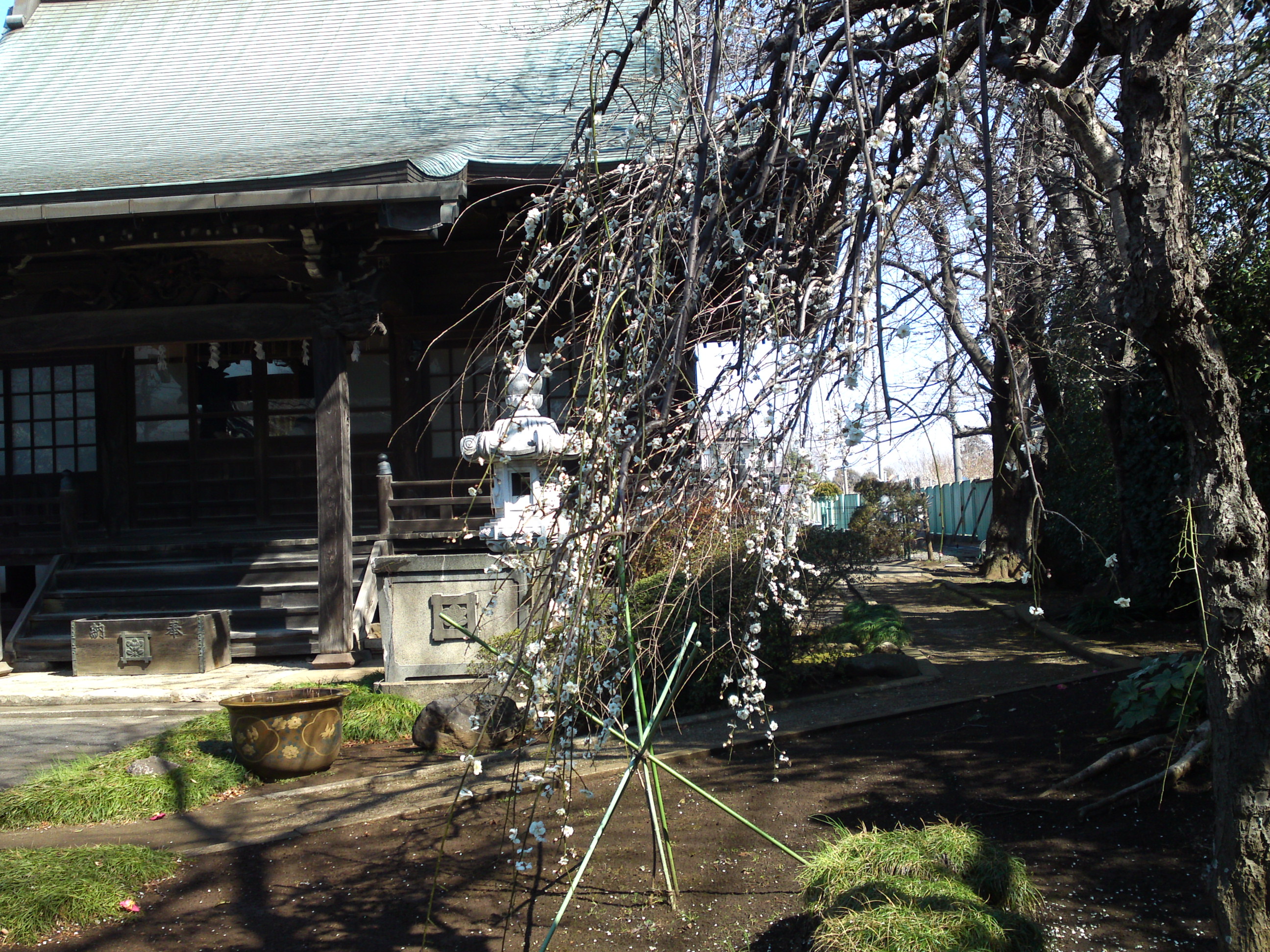 2019年曽谷山法蓮寺に咲く梅の花々１０