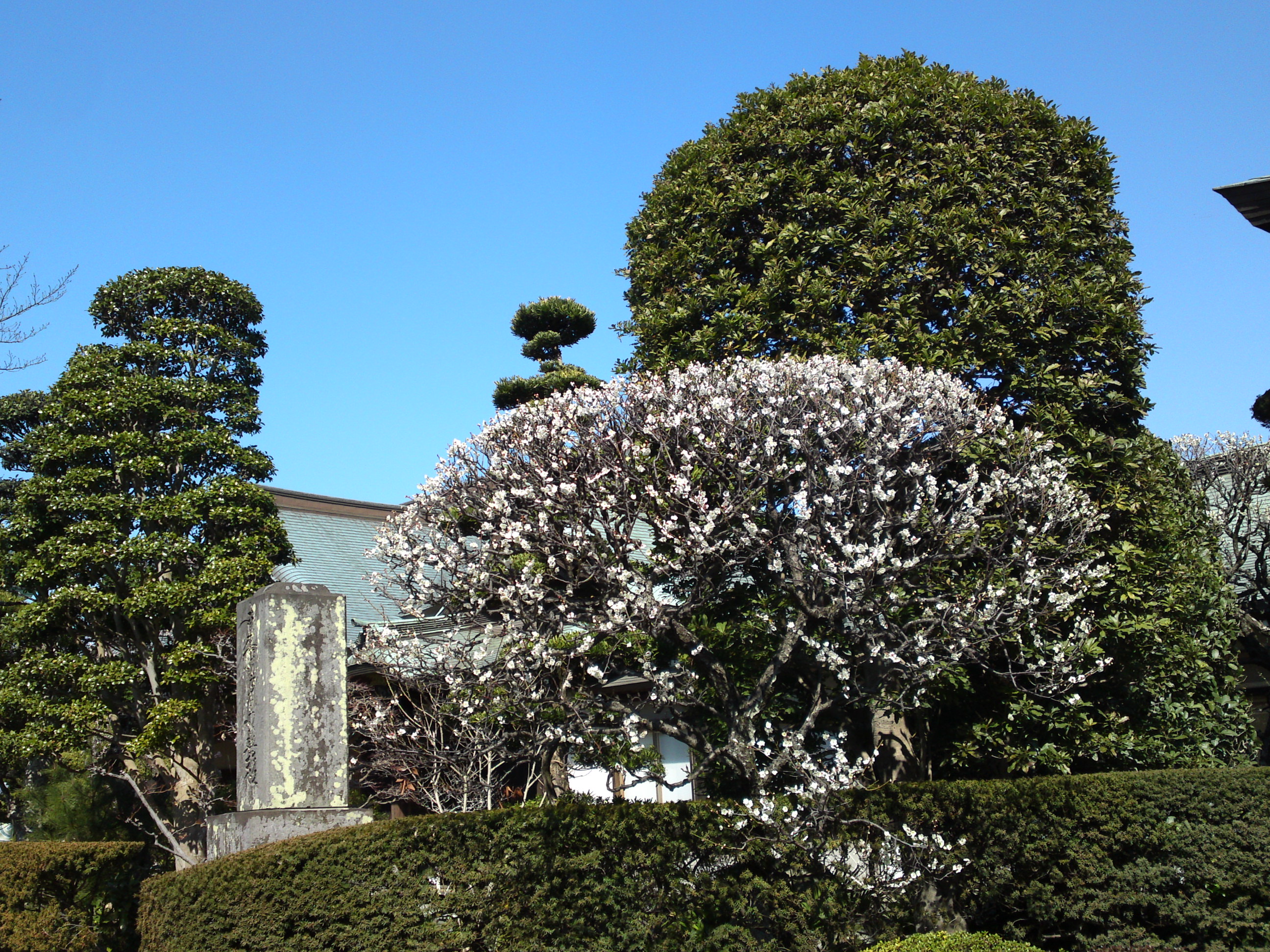 2019年曽谷山法蓮寺に咲く梅の花々１１