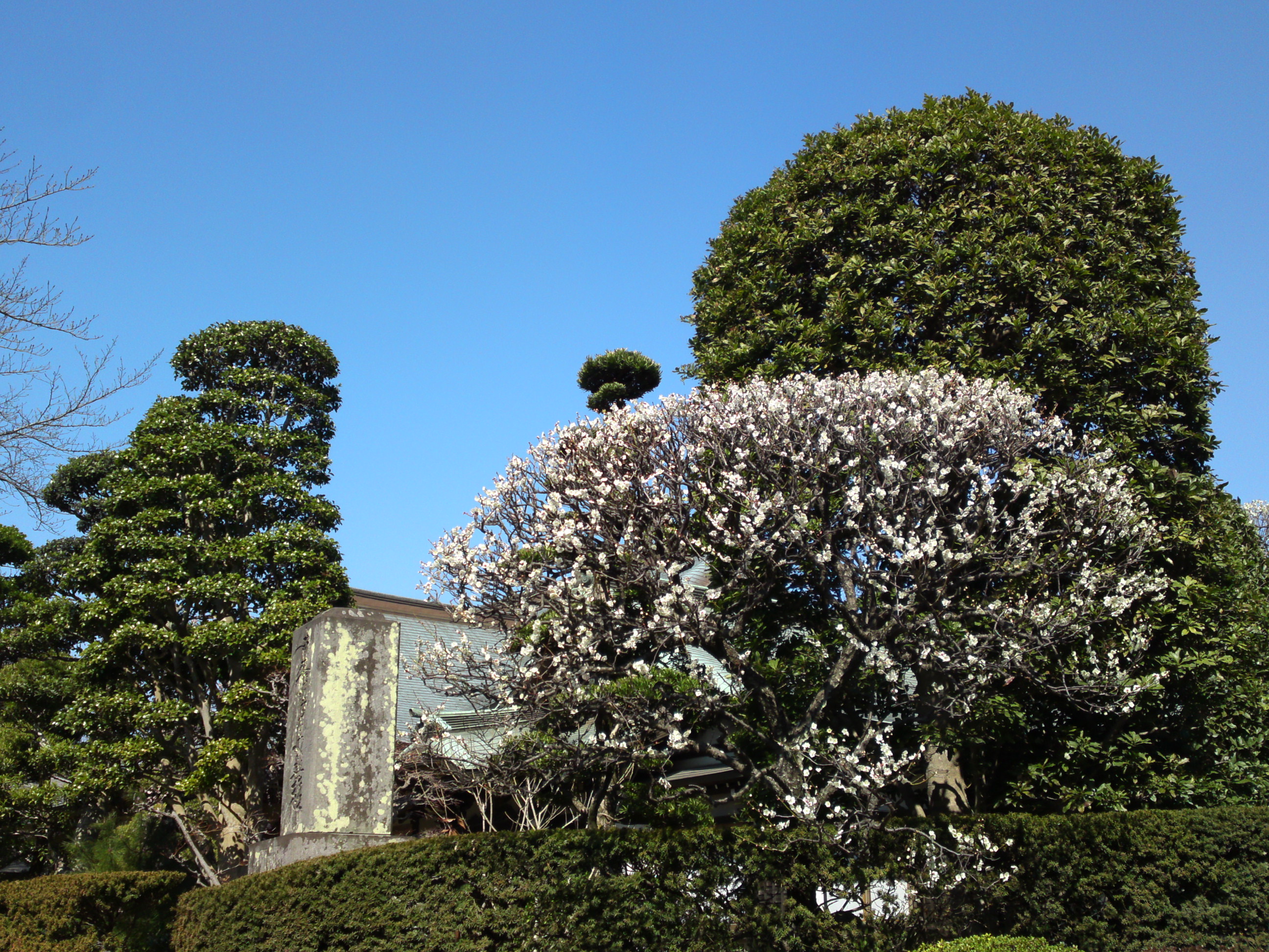 2019年曽谷山法蓮寺に咲く梅の花々１２