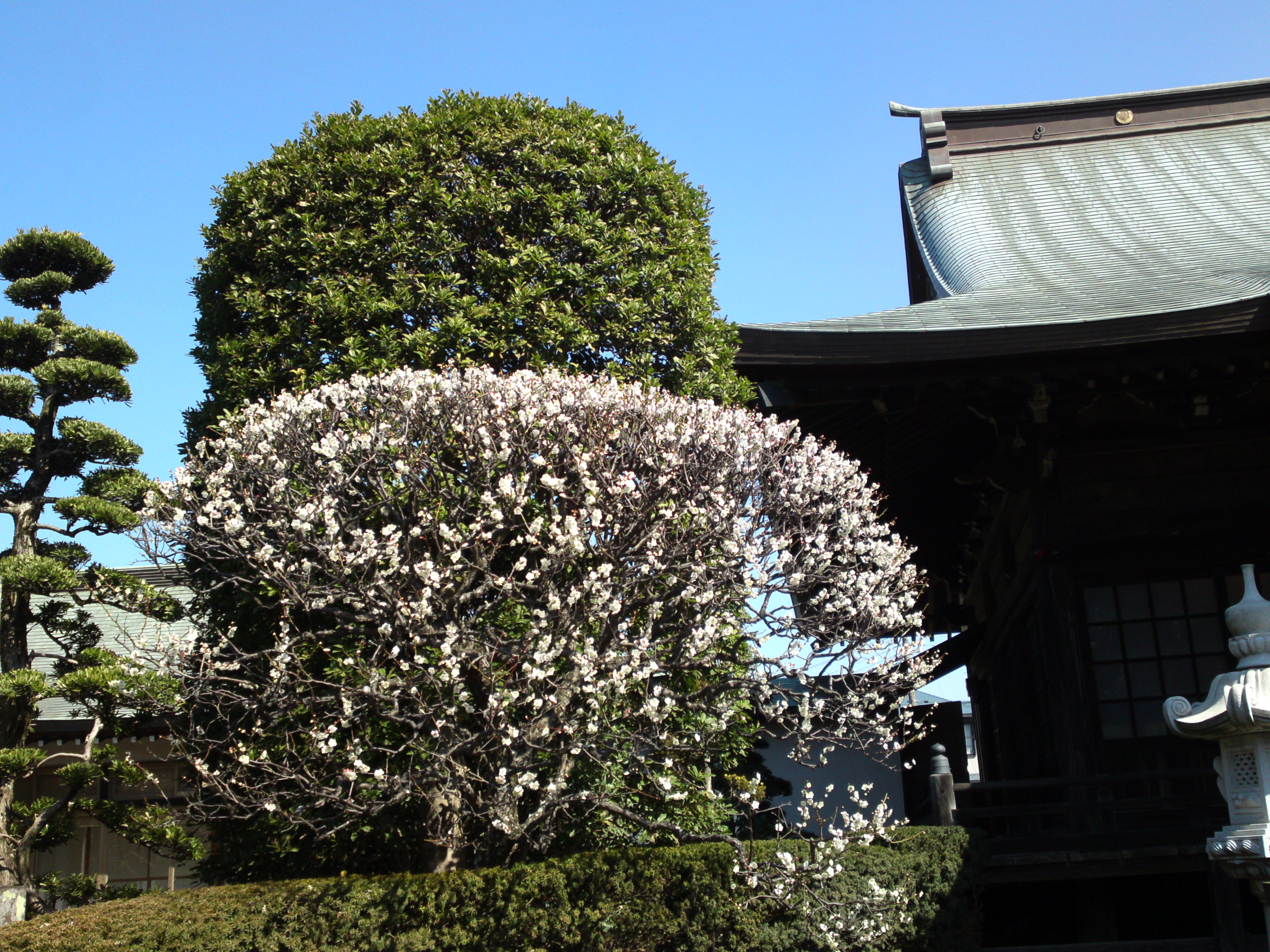 2019年曽谷山法蓮寺に咲く梅の花々１３