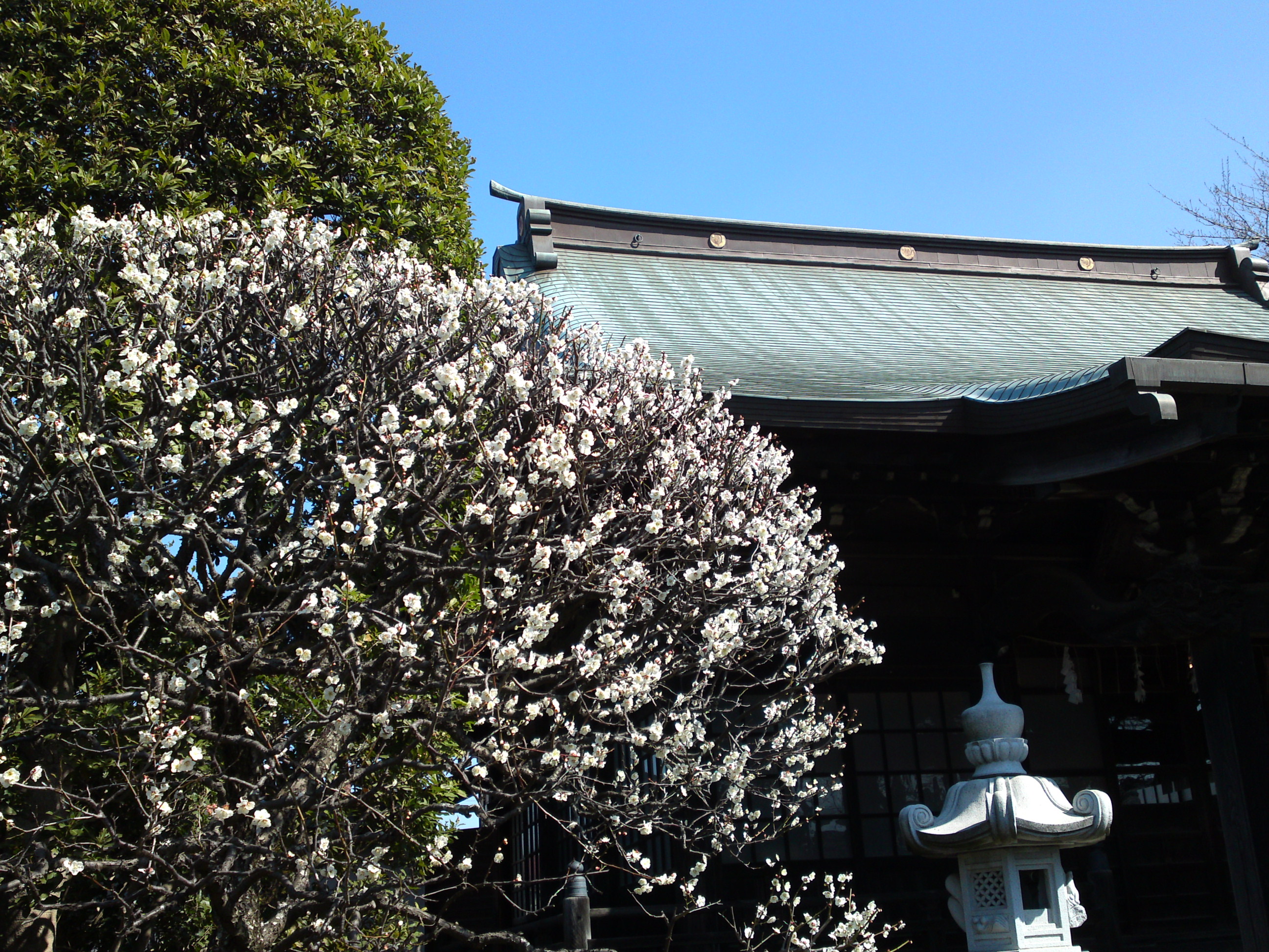 2019年曽谷山法蓮寺に咲く梅の花々１４