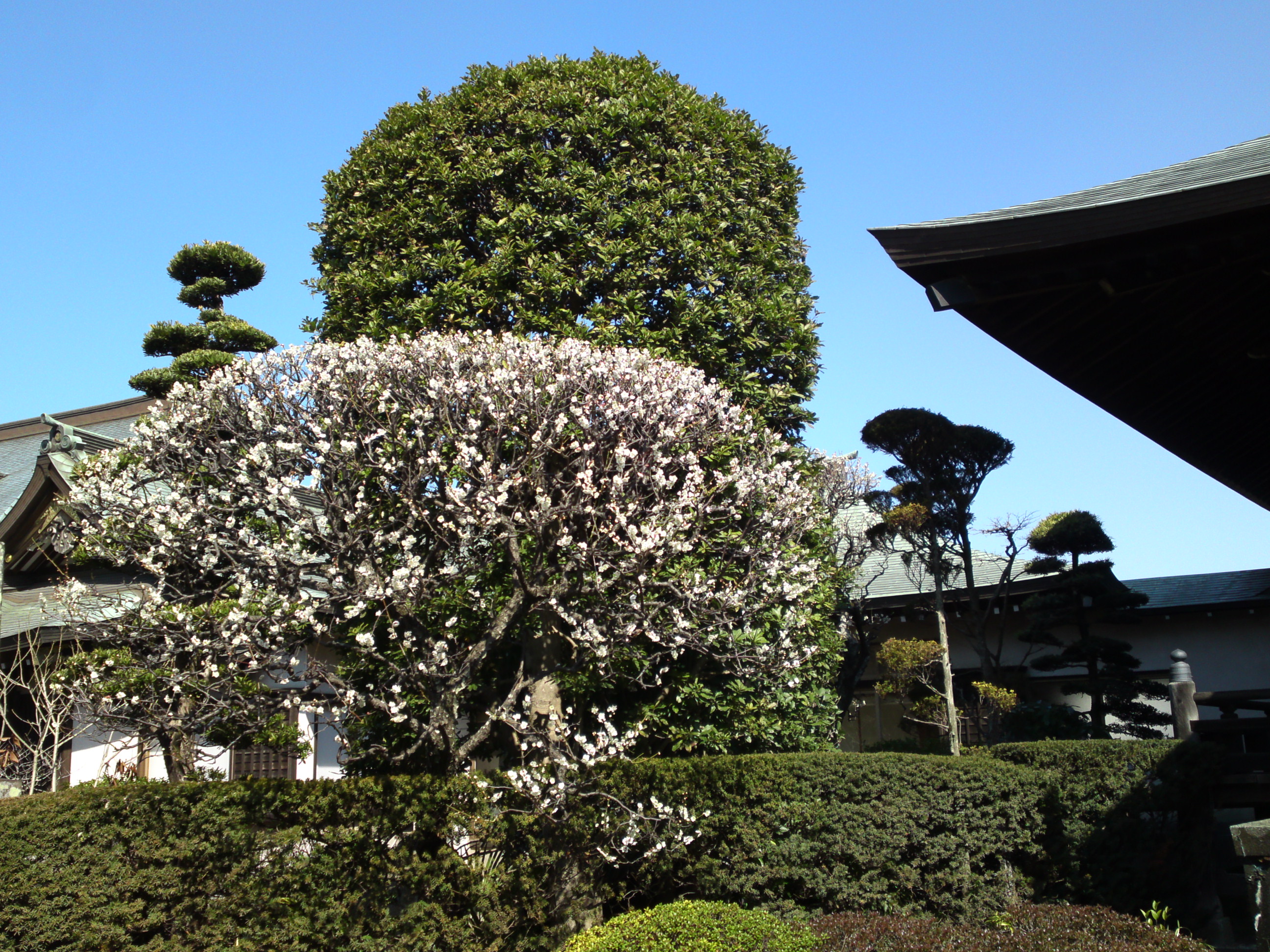 2019年曽谷山法蓮寺に咲く梅の花々１５