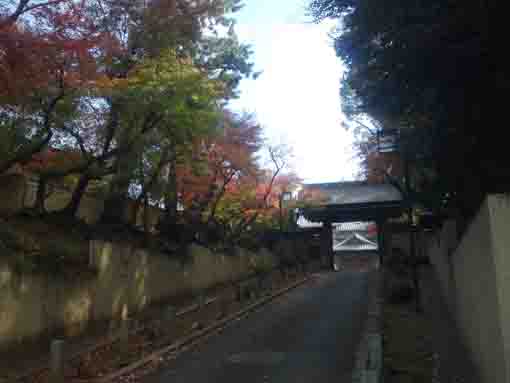 the approach covered with colored leaves