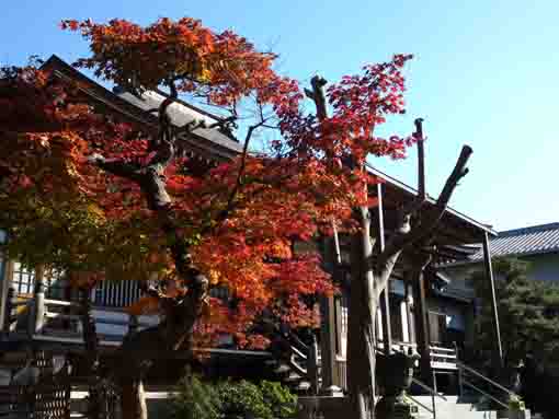 the maple tree in front of the main hall