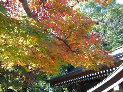 maple leaves above the gate