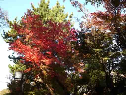 red and green leaves in Hosenin