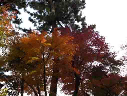 yellow and red leaves in Hosenin