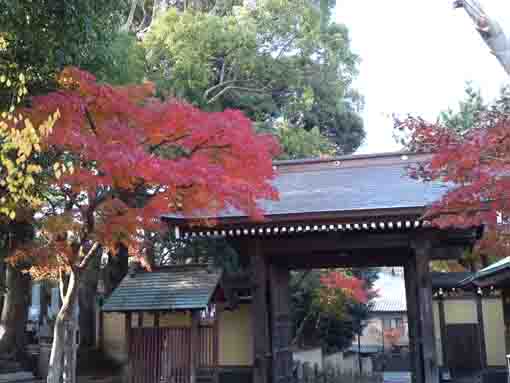 reddish leaves both side of the gate