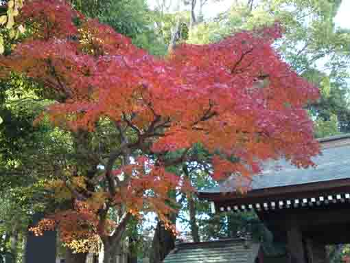 red maple leaves and the gate