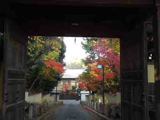 colored leaves through the gate