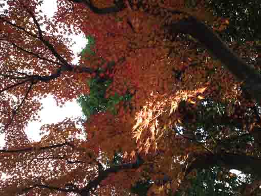 beautiful maple leaves in Hosenin